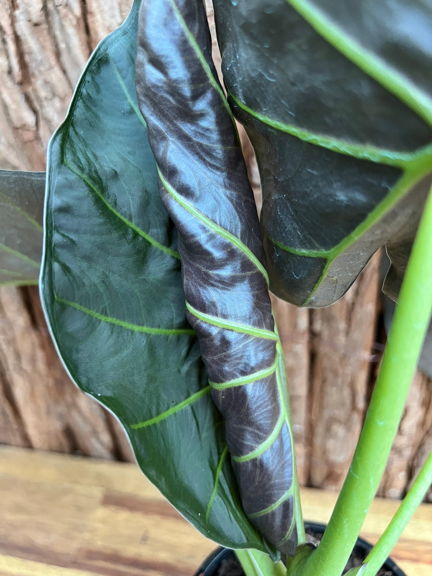 Philodendron Gloriosum Hybrid - White Spider O66