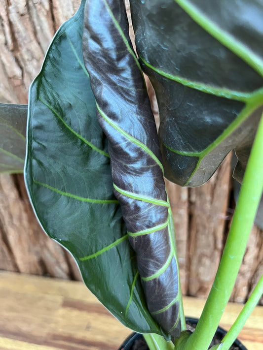 Alocasia Regal Shield B231