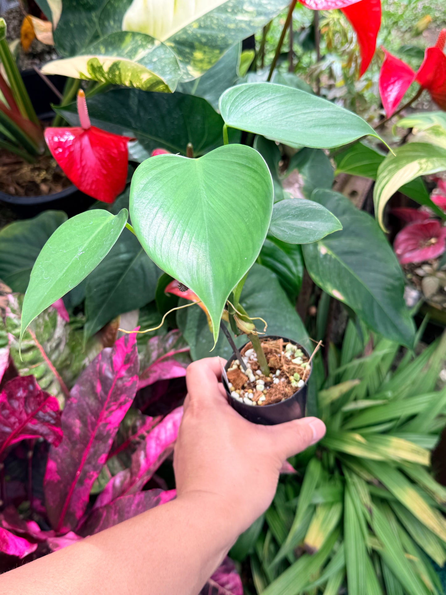 Philodendron 'Jacquinii' M64