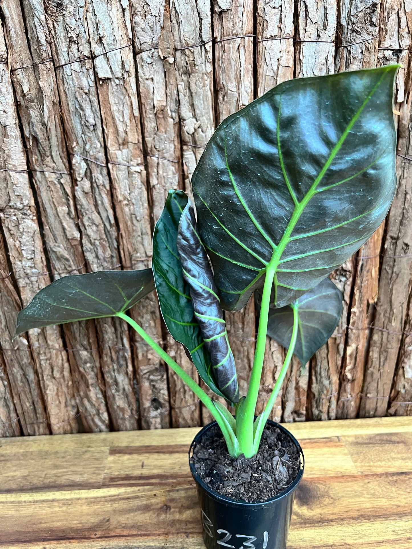 Philodendron Gloriosum Hybrid - White Spider O66