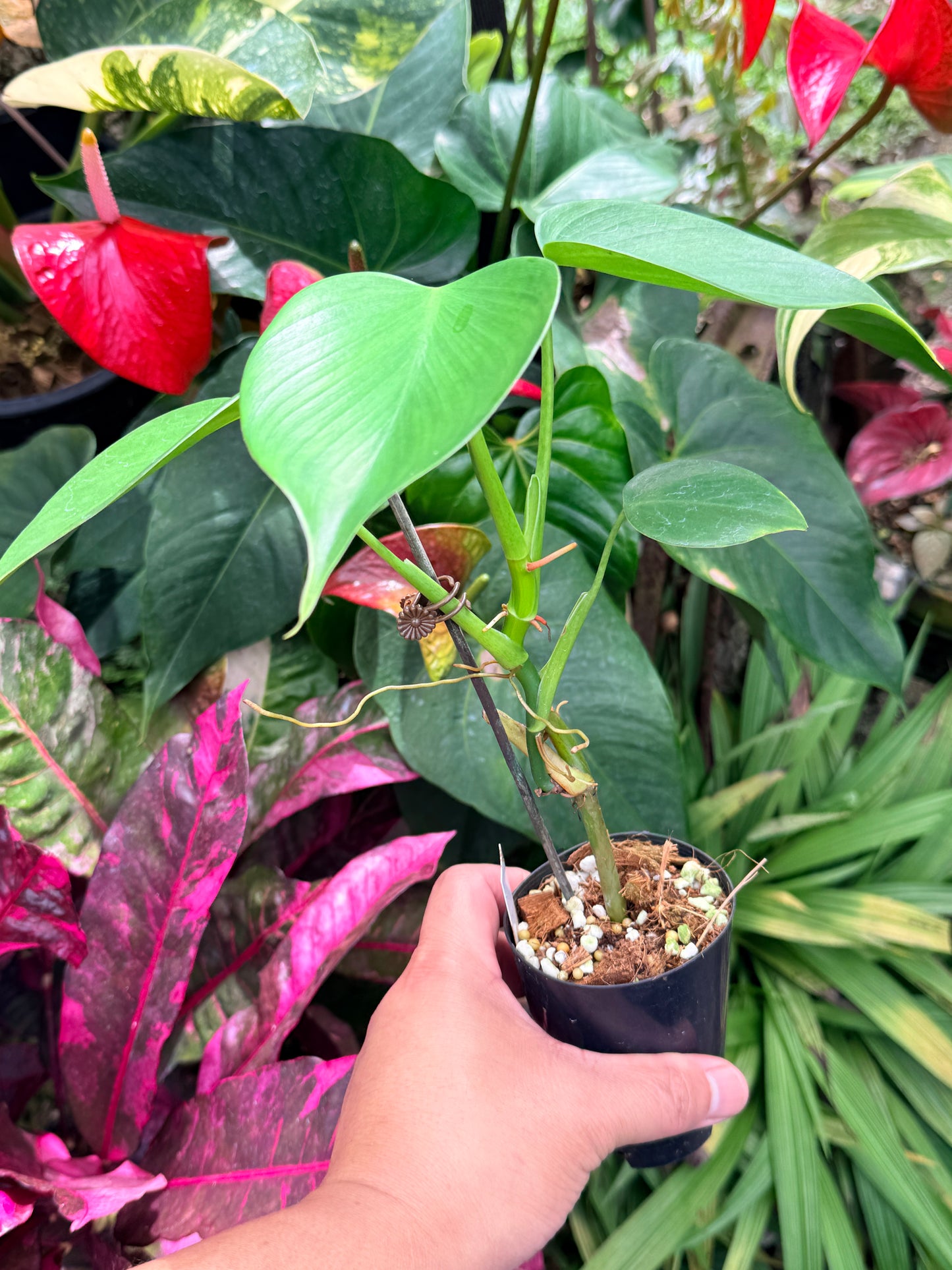 Philodendron 'Jacquinii' M64