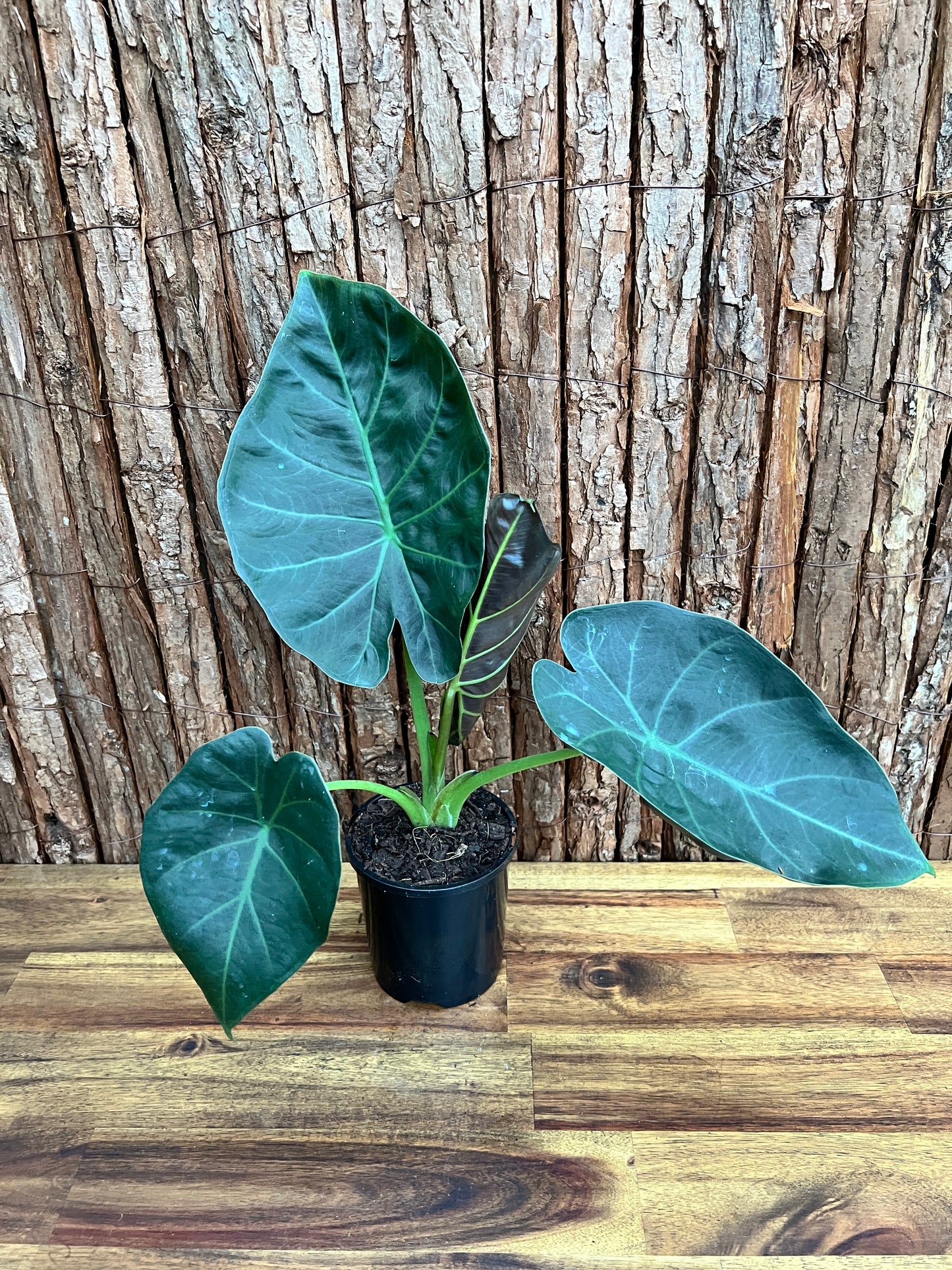 Philodendron Gloriosum Hybrid - White Spider O66