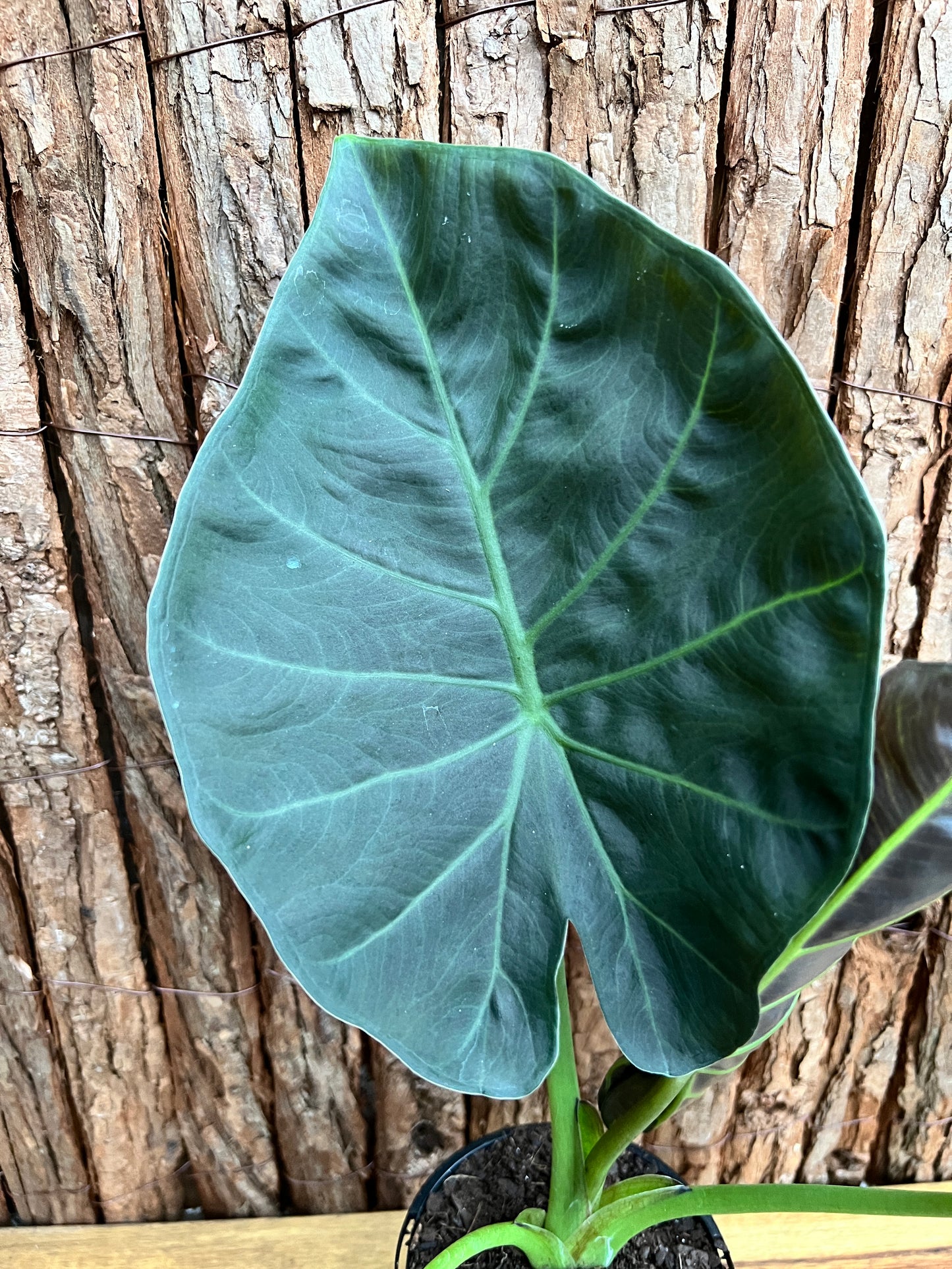 Philodendron Gloriosum Hybrid - White Spider O66