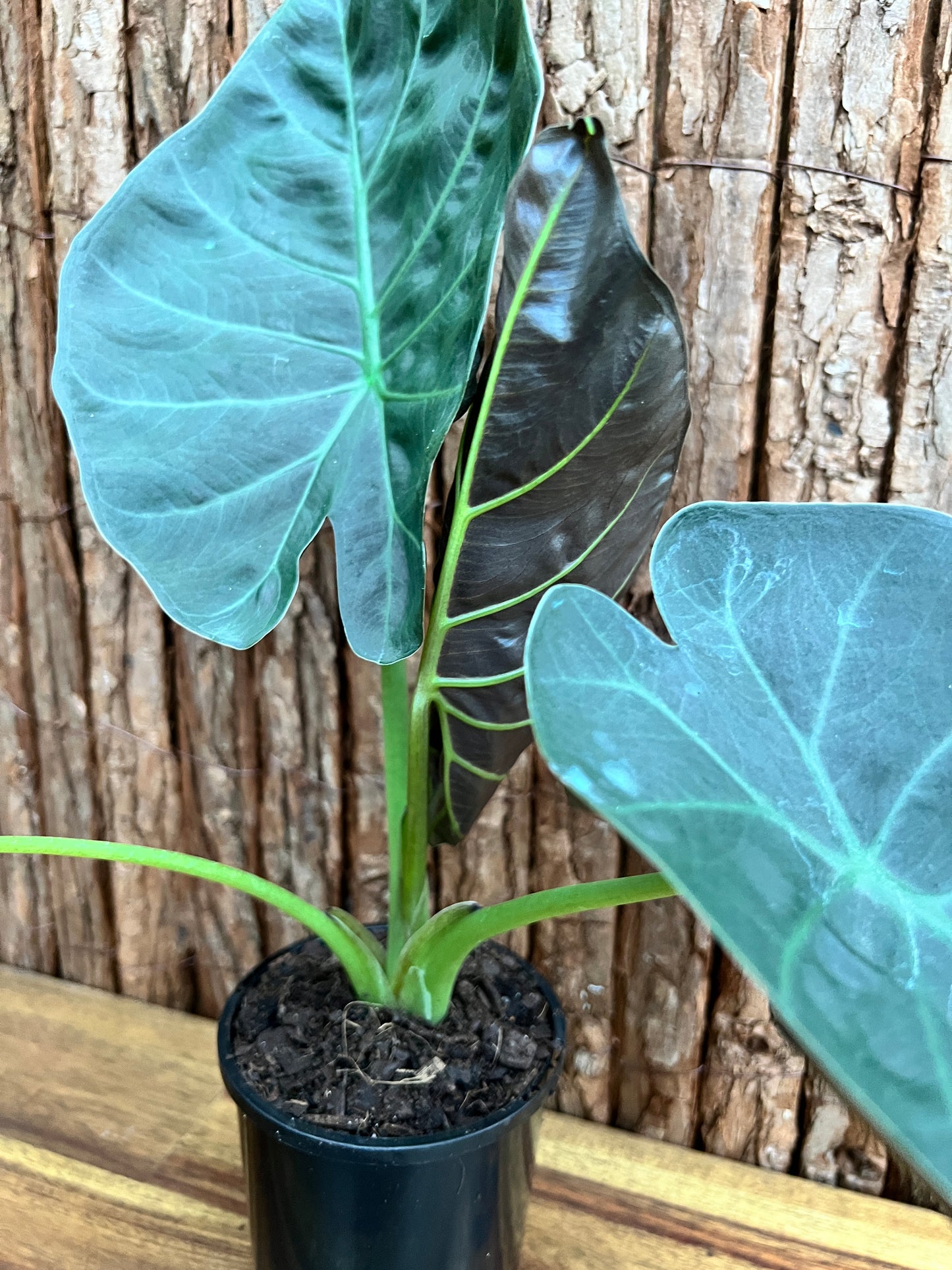 Alocasia Regal Shield B231