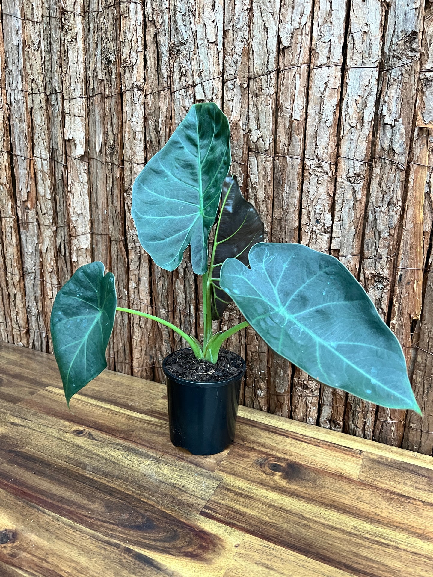 Alocasia Regal Shield B231