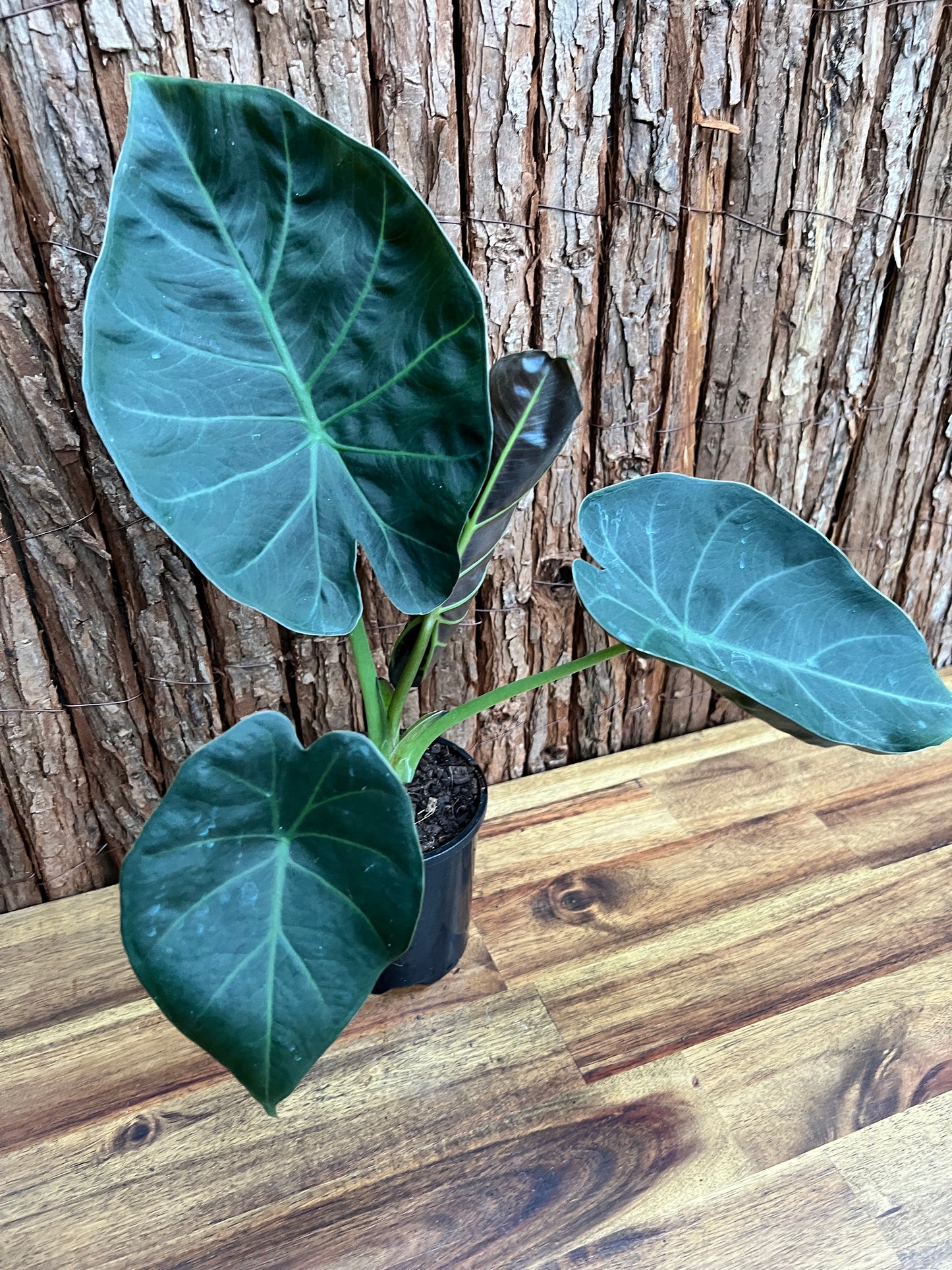 Alocasia Regal Shield B231