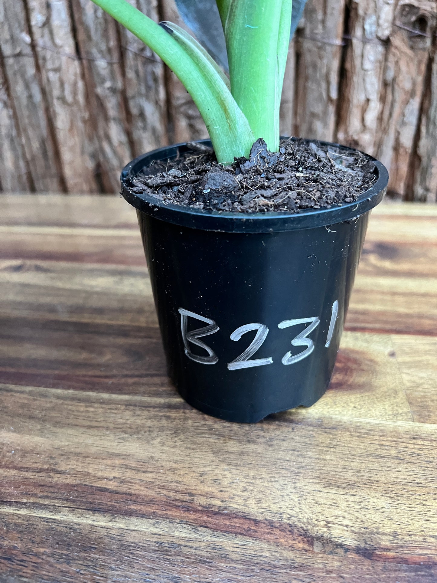 Alocasia Regal Shield B231