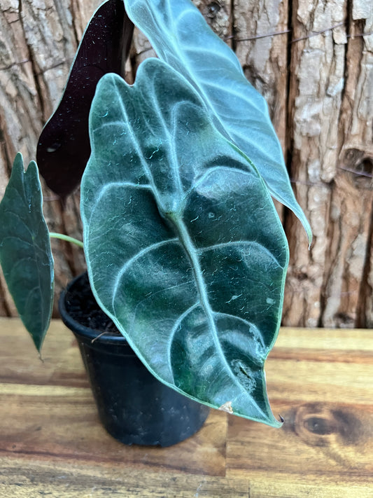 Alocasia Sedenii B233