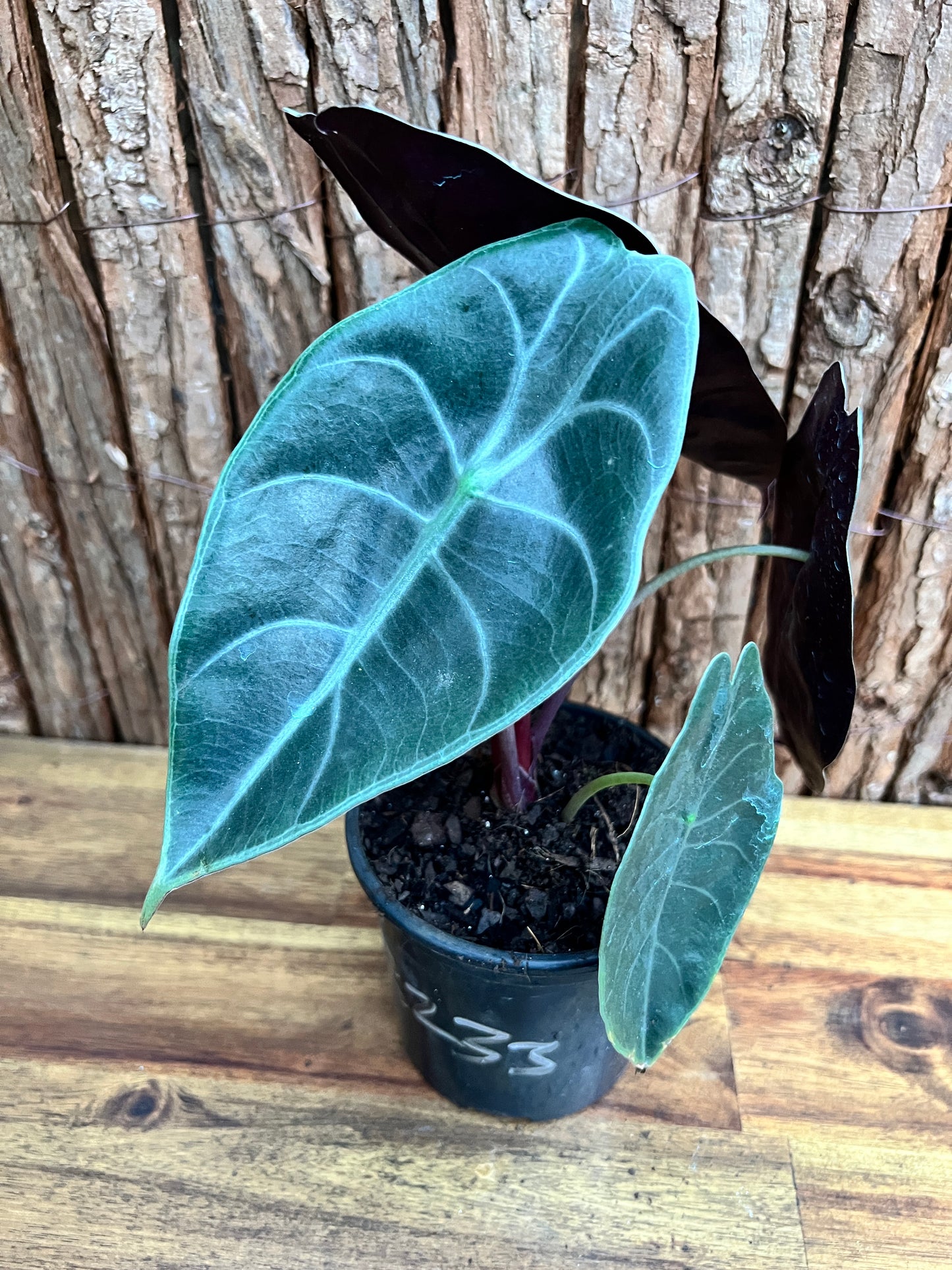 Alocasia Sedenii B233