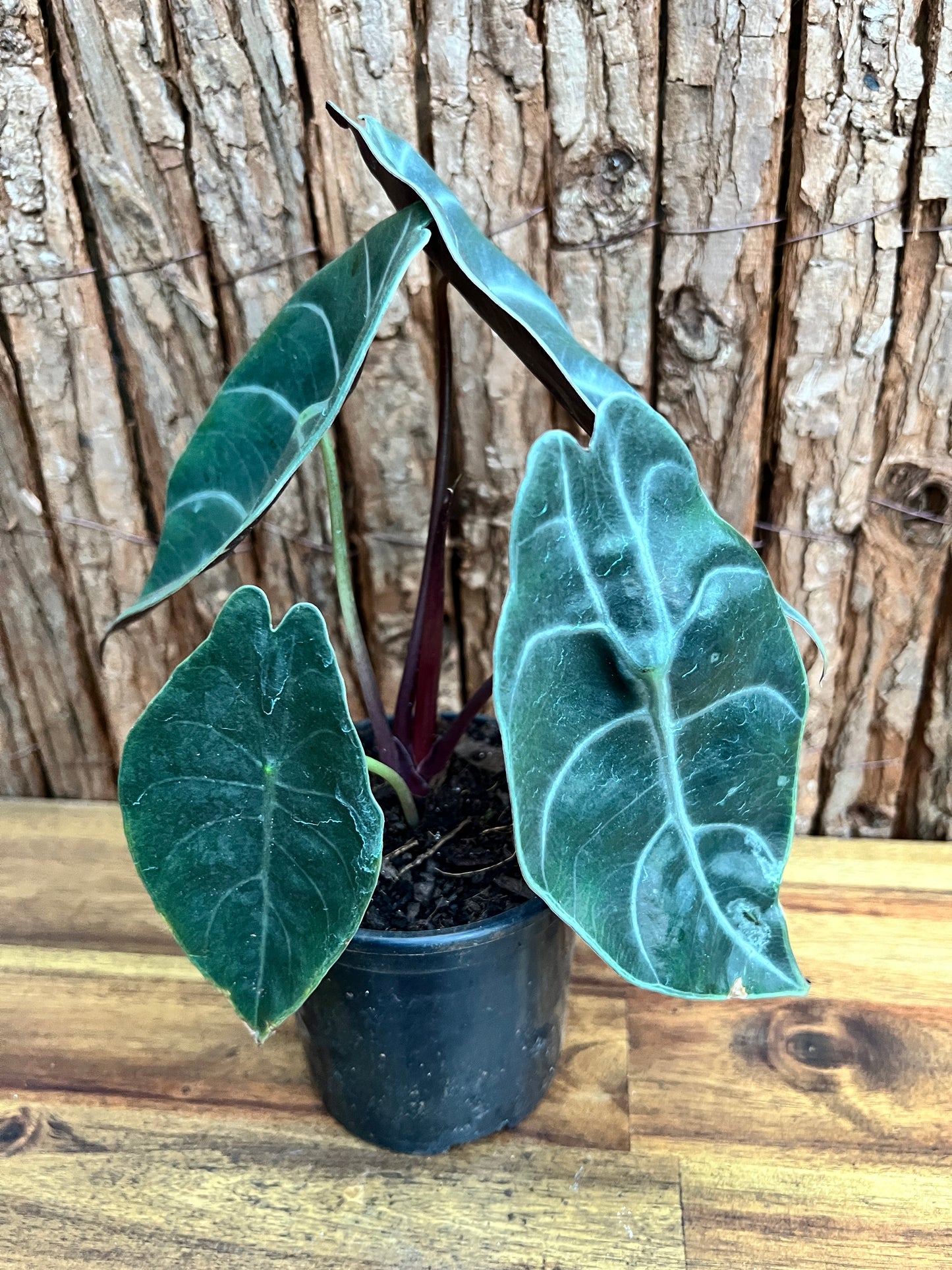 Alocasia Sedenii B233