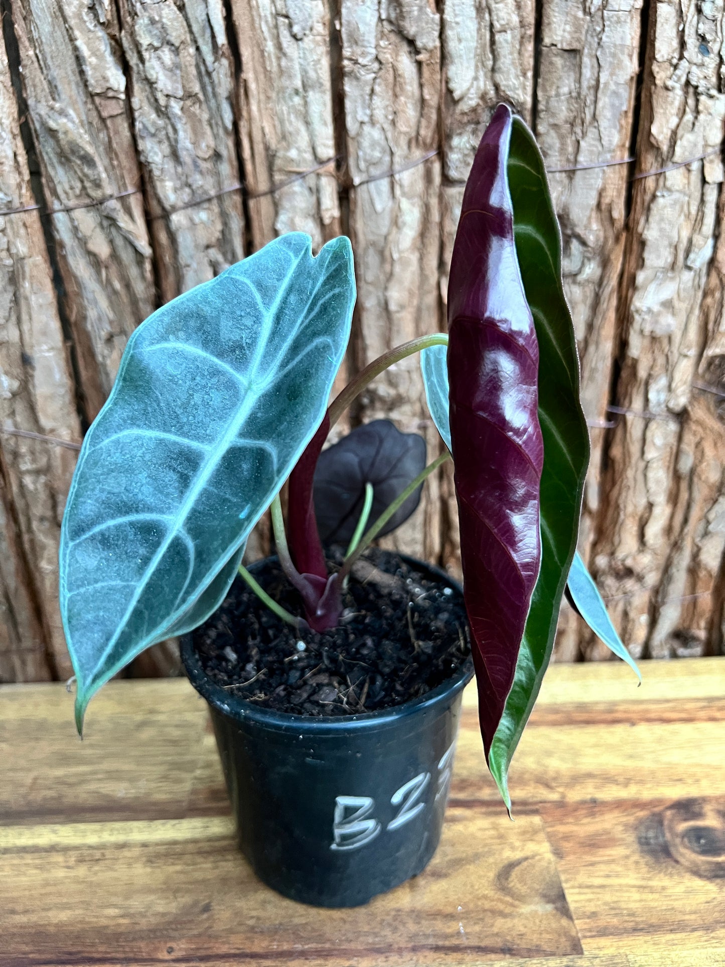 Alocasia Sedenii B235