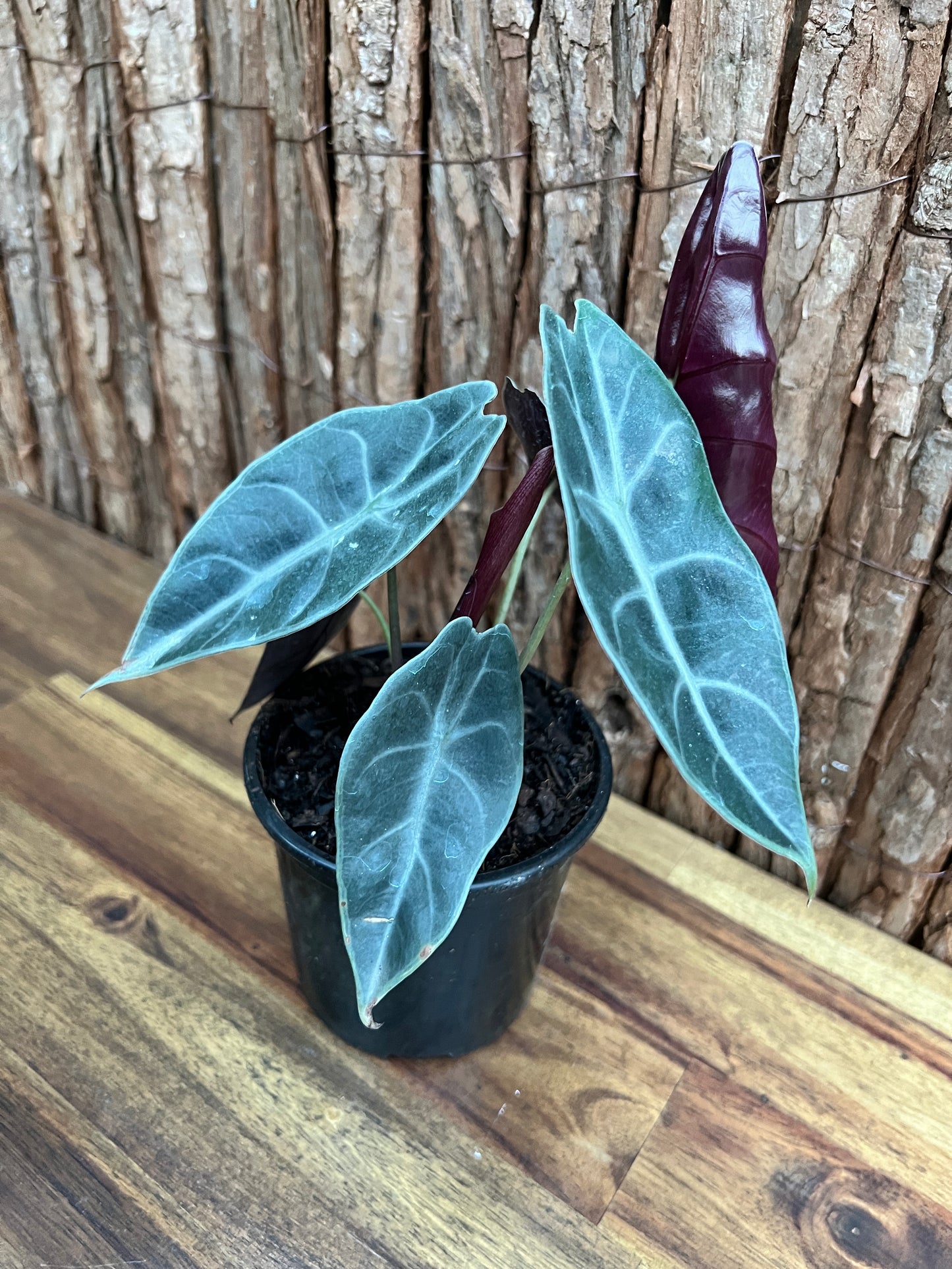 Alocasia Sedenii B235