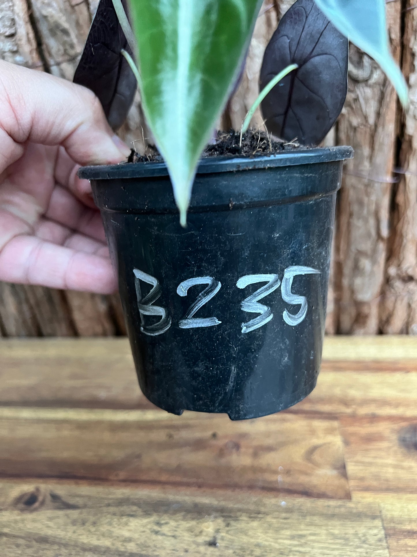 Alocasia Sedenii B235