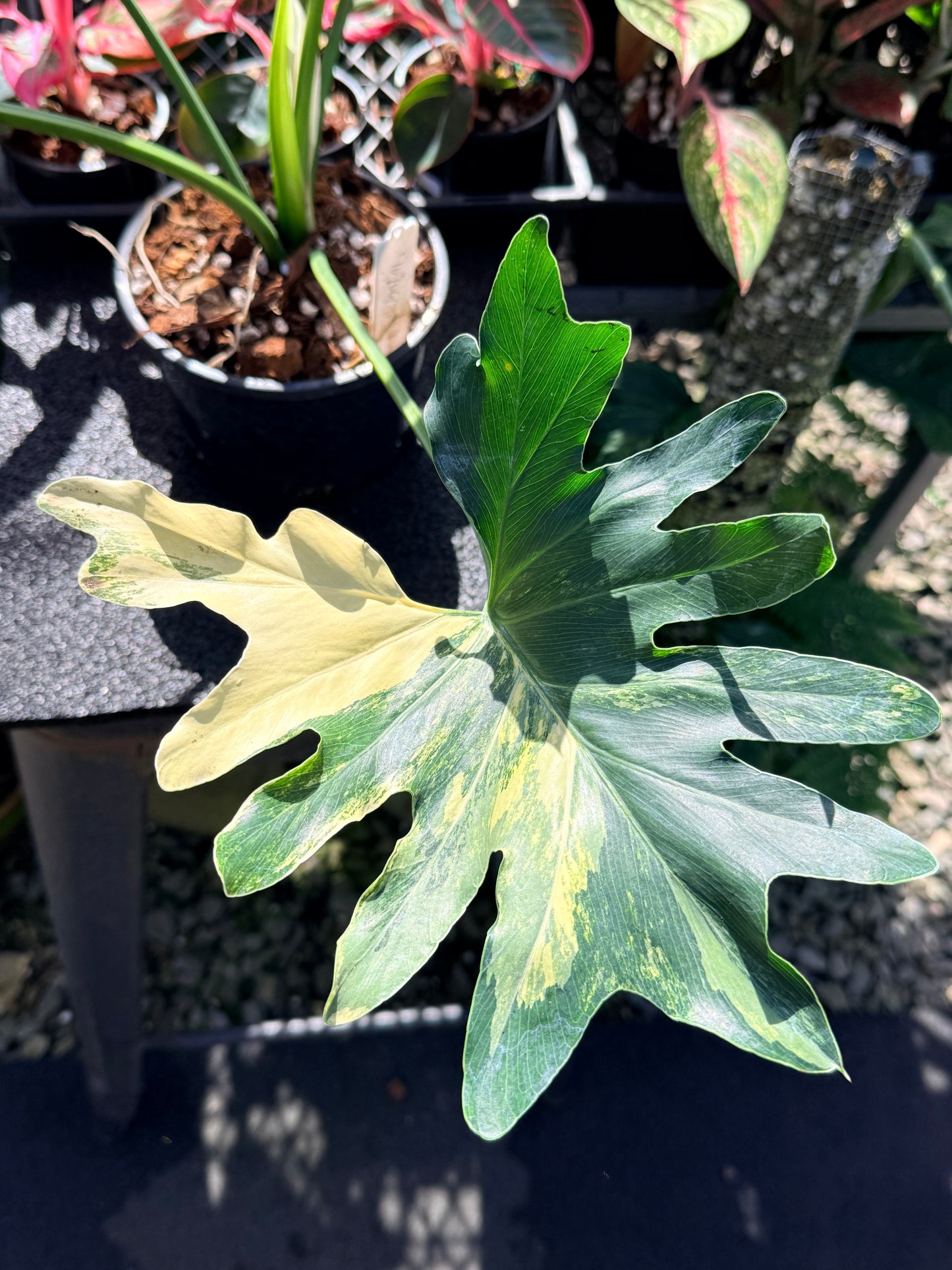 Thaumatophyllum bipinnatifidum LARGE in 140mm Pot O10