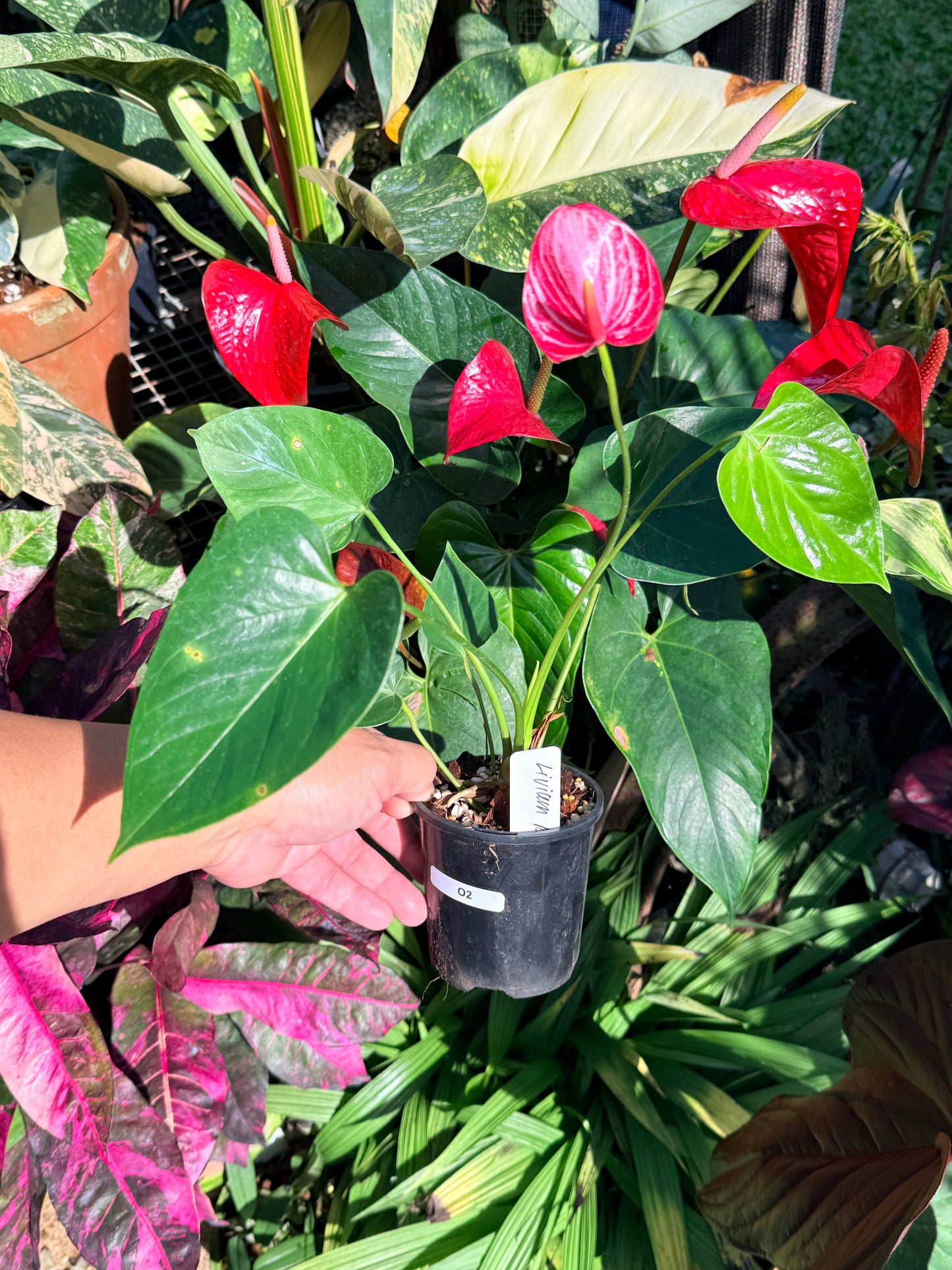 Anthurium 'Livium Ruby' O2