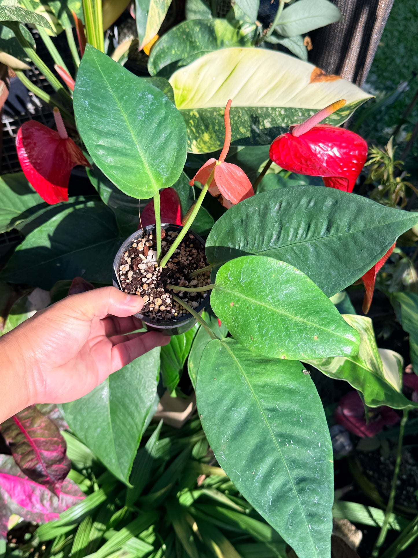 Anthurium Scherzerianum Pigtail 'Chocolate' O3