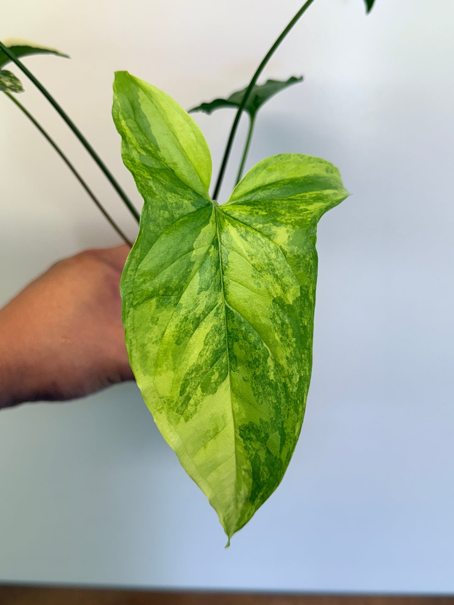 Syngonium Yellow Aurea variegata O83