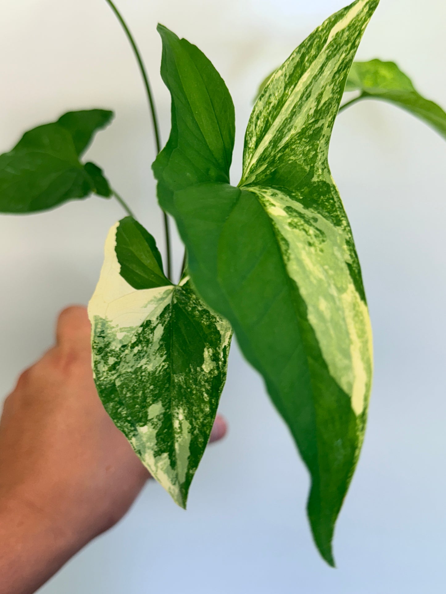 Syngonium Yellow Aurea variegata O83