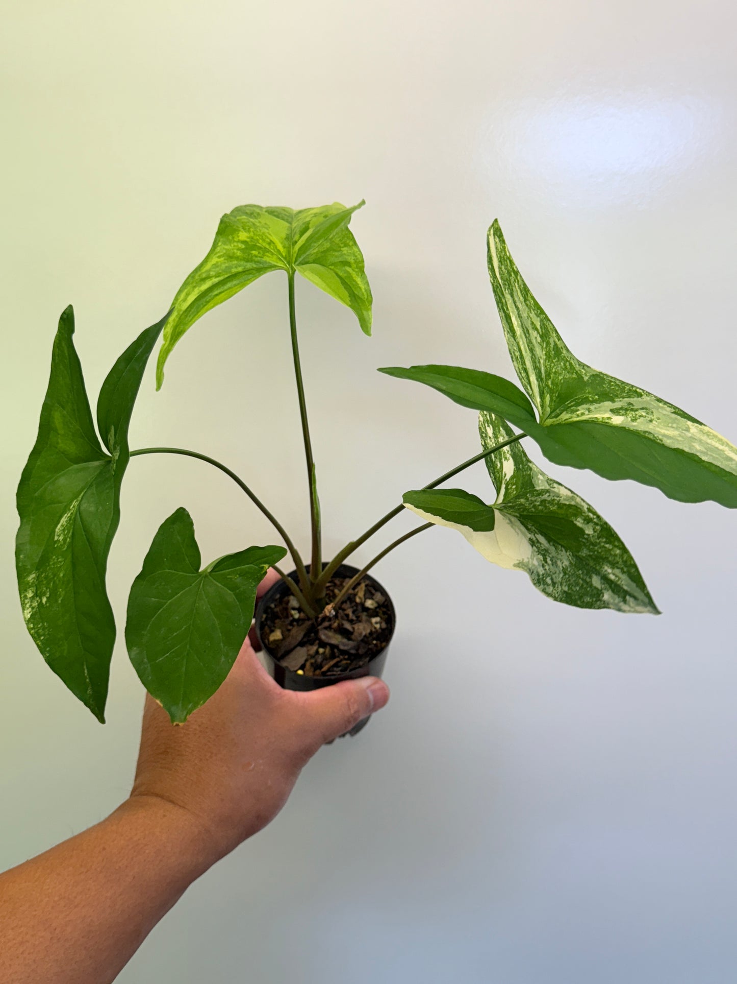 Syngonium Yellow Aurea variegata O83