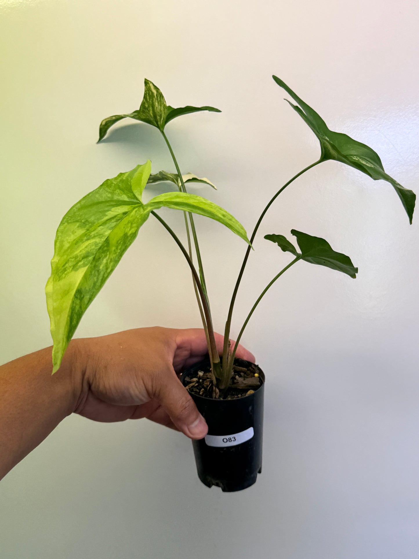 Syngonium Yellow Aurea variegata O83