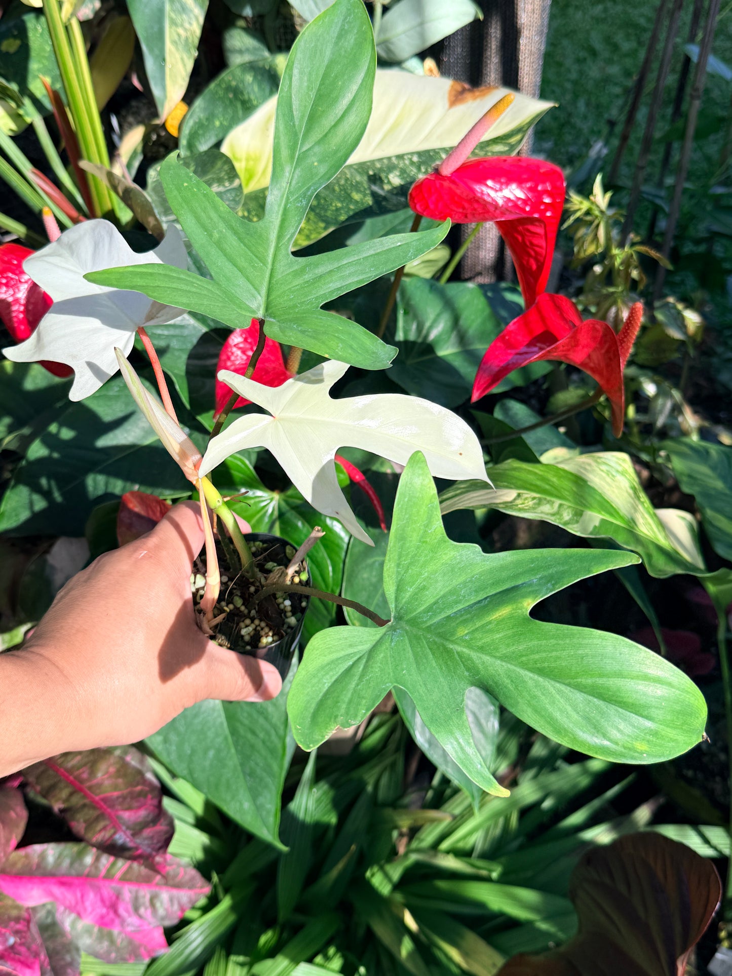 Philodendron 'Florida Ghost' O9