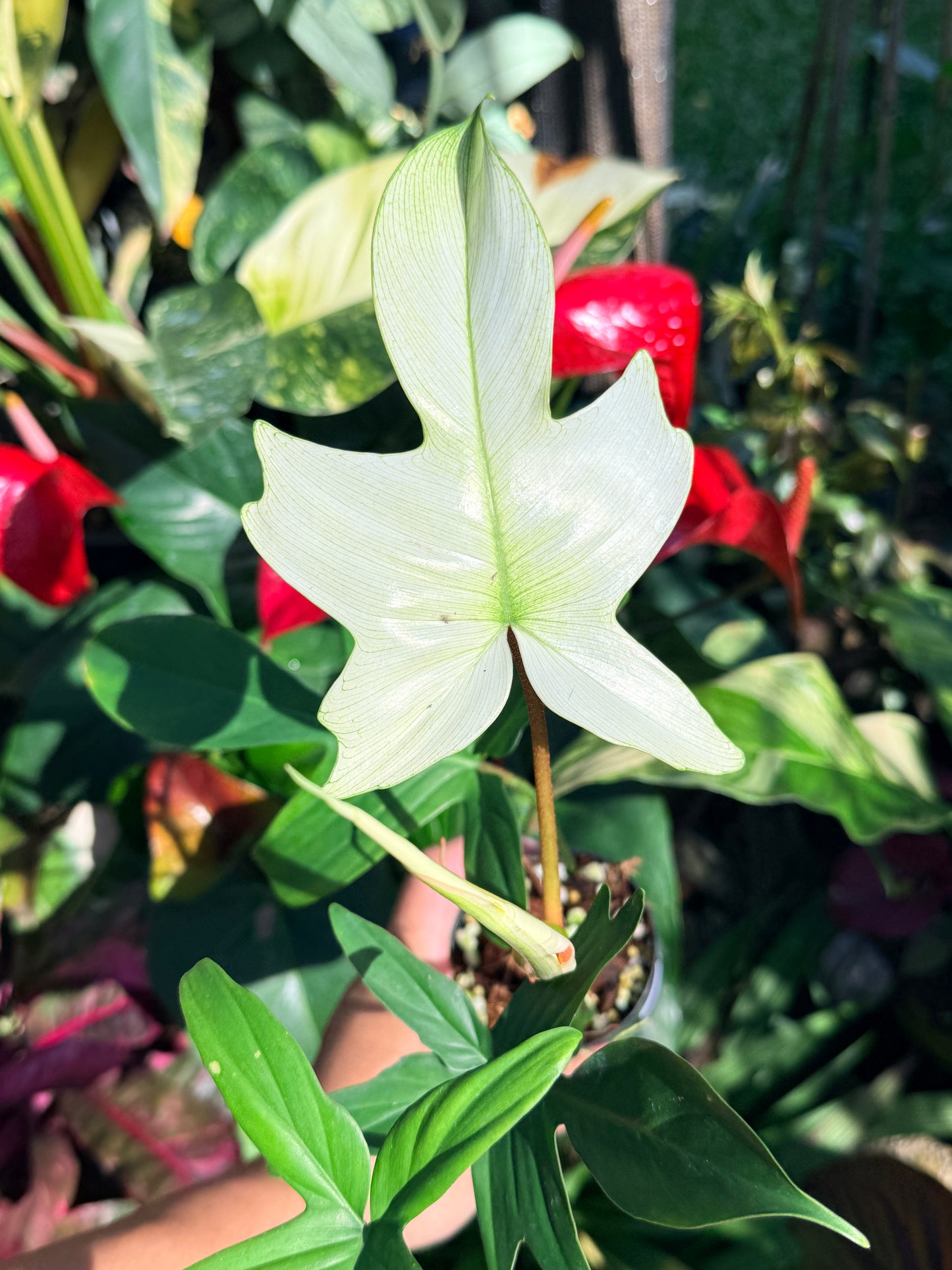Philodendron 'Florida Ghost' O8