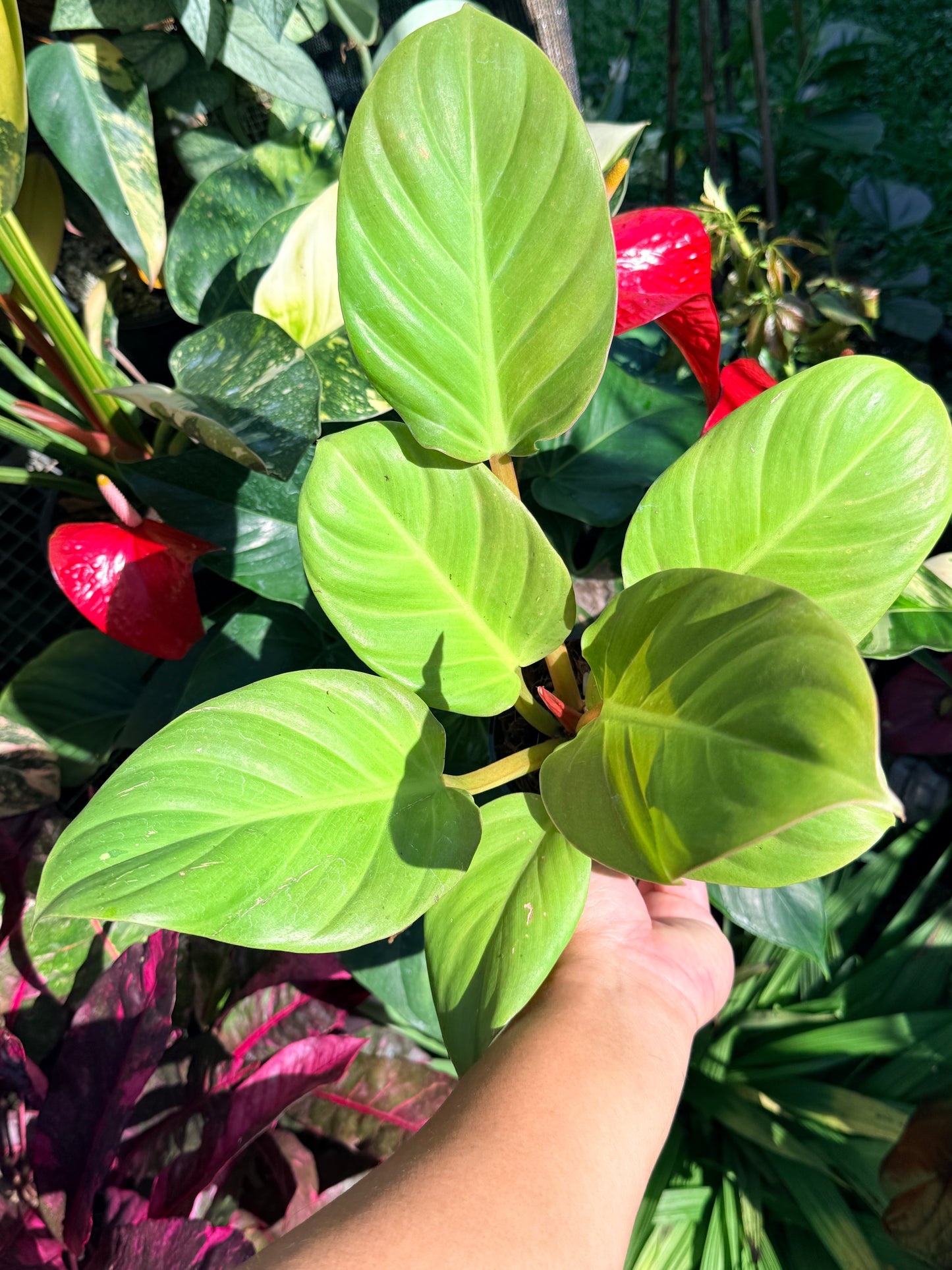 Philodendron 'Melinonii Gold' O4