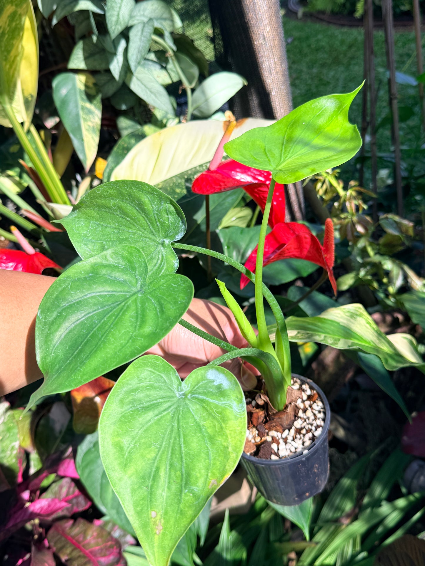 Alocasia Cucullata Variegata W15