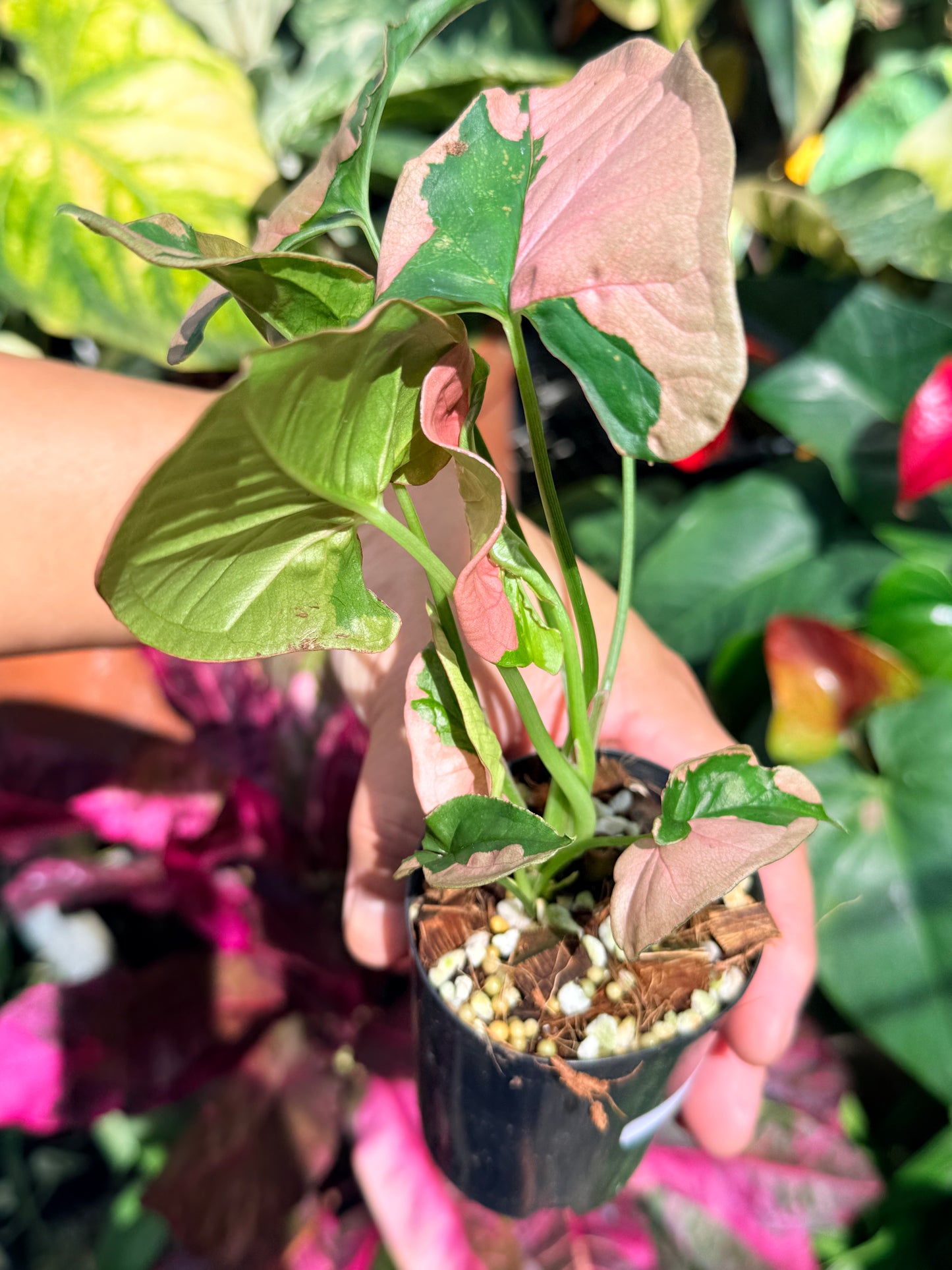 Syngonium 'Beauty' O6