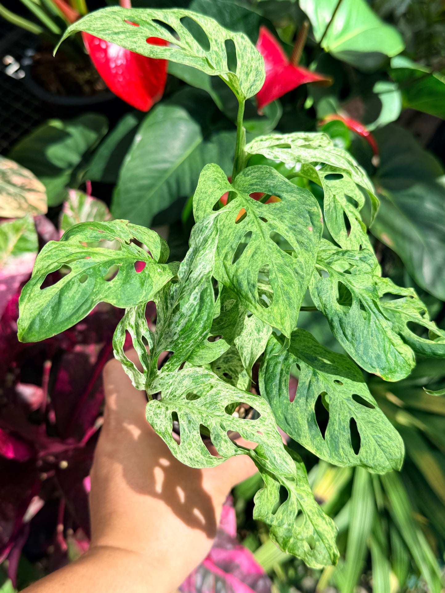 Monstera adansonii 'Mottled Mint' O5