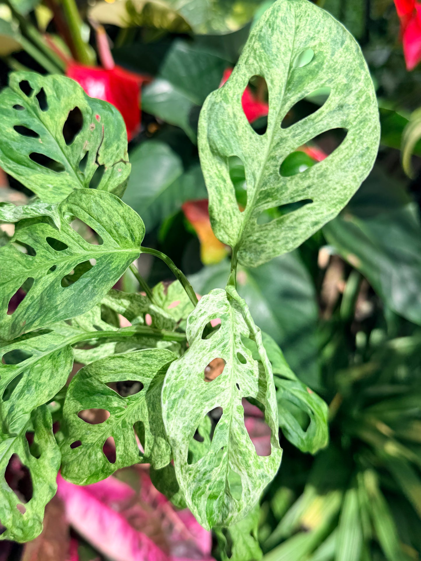 Monstera adansonii 'Mottled Mint' O5