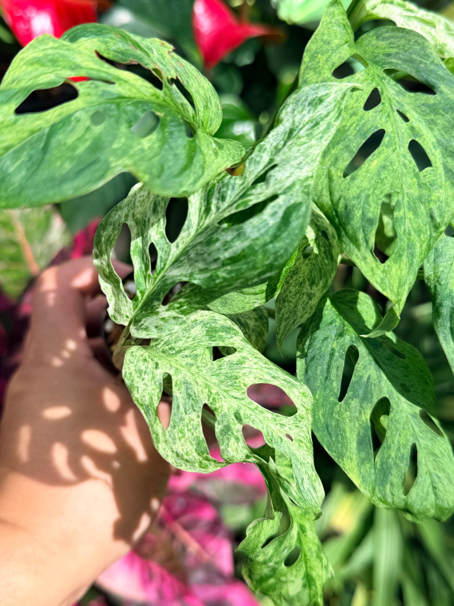 Monstera adansonii 'Mottled Mint' O5