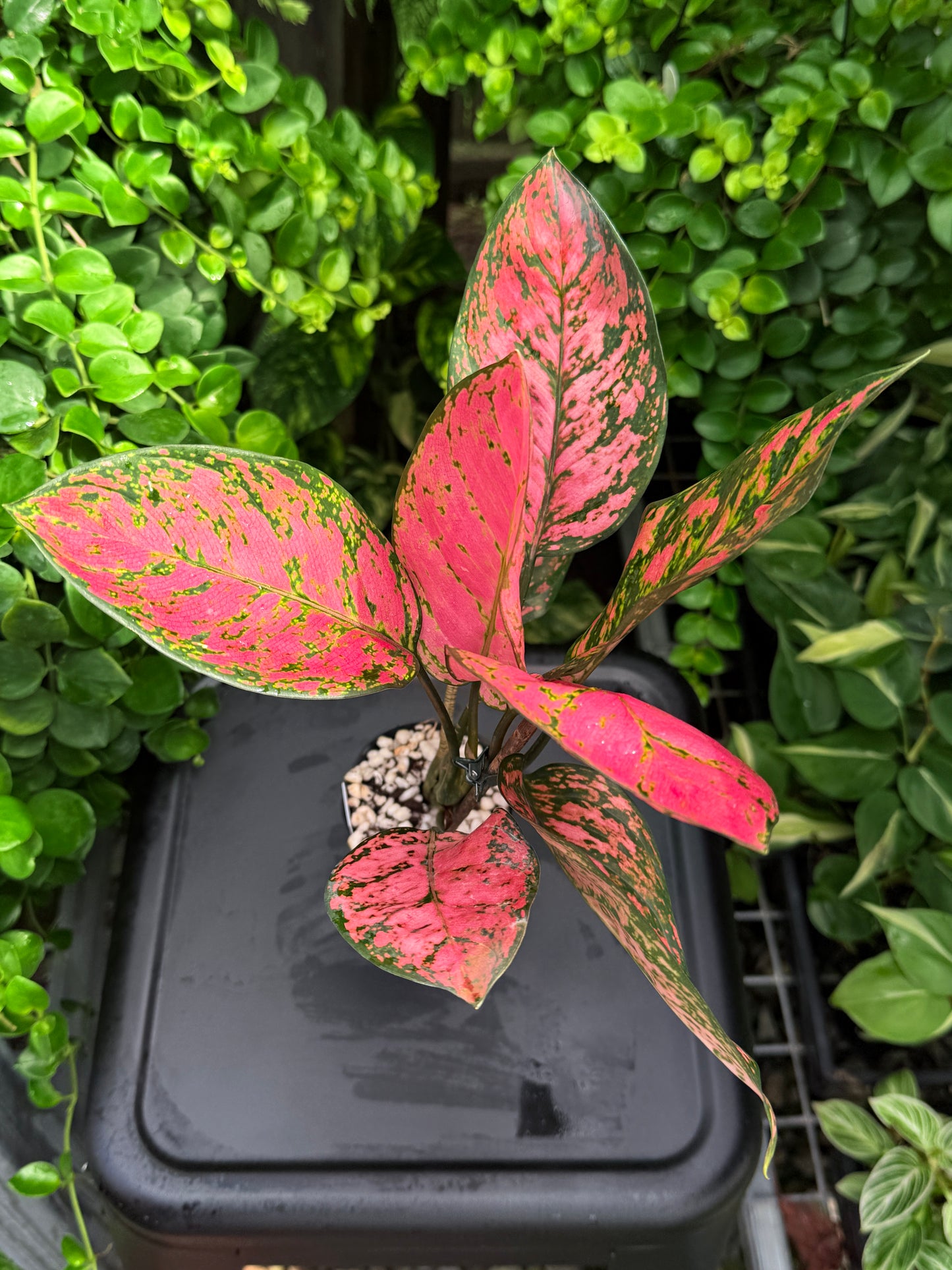 Aglaonema 'Pink Valentine' I65