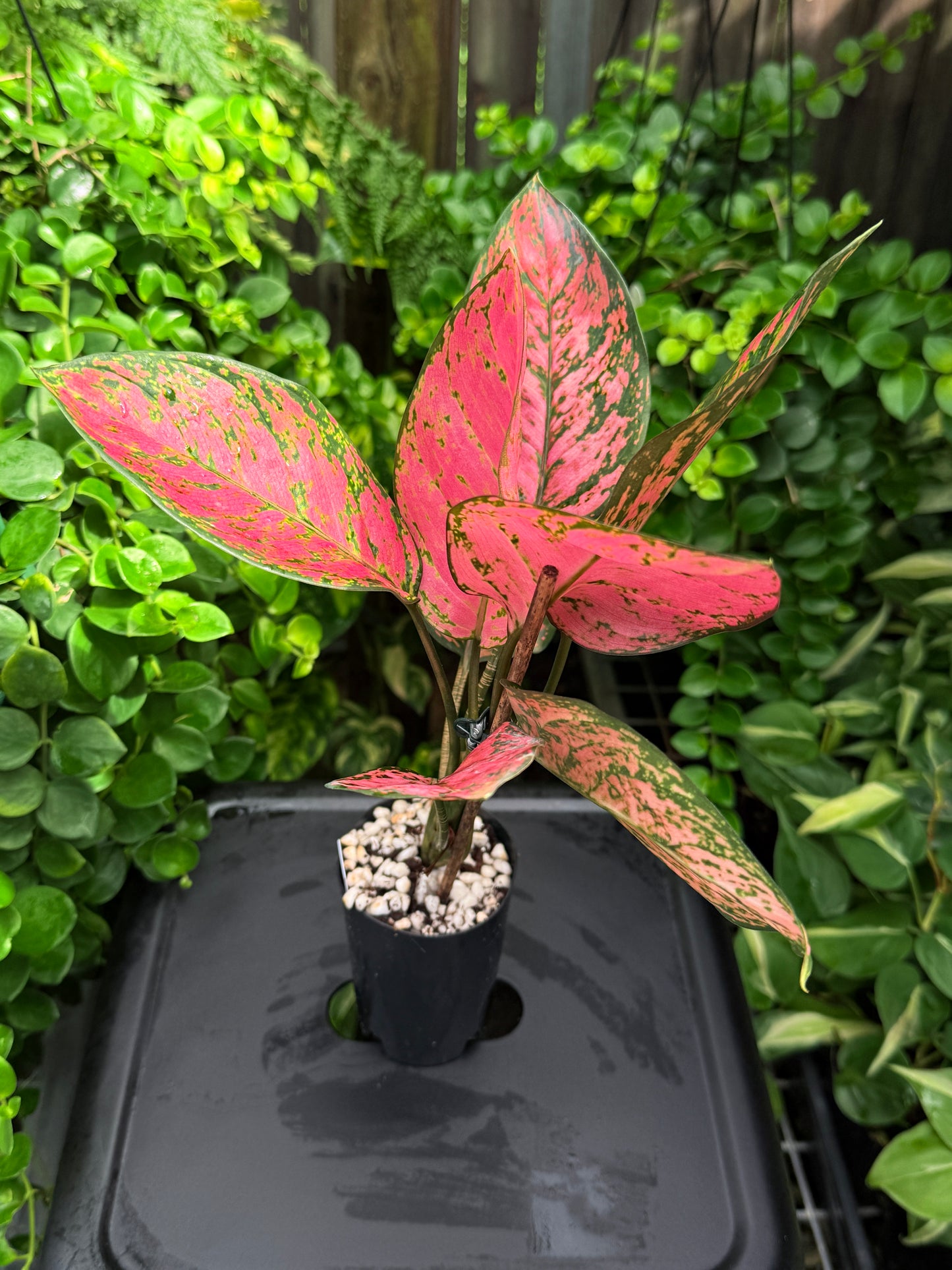 Aglaonema 'Pink Valentine' I65