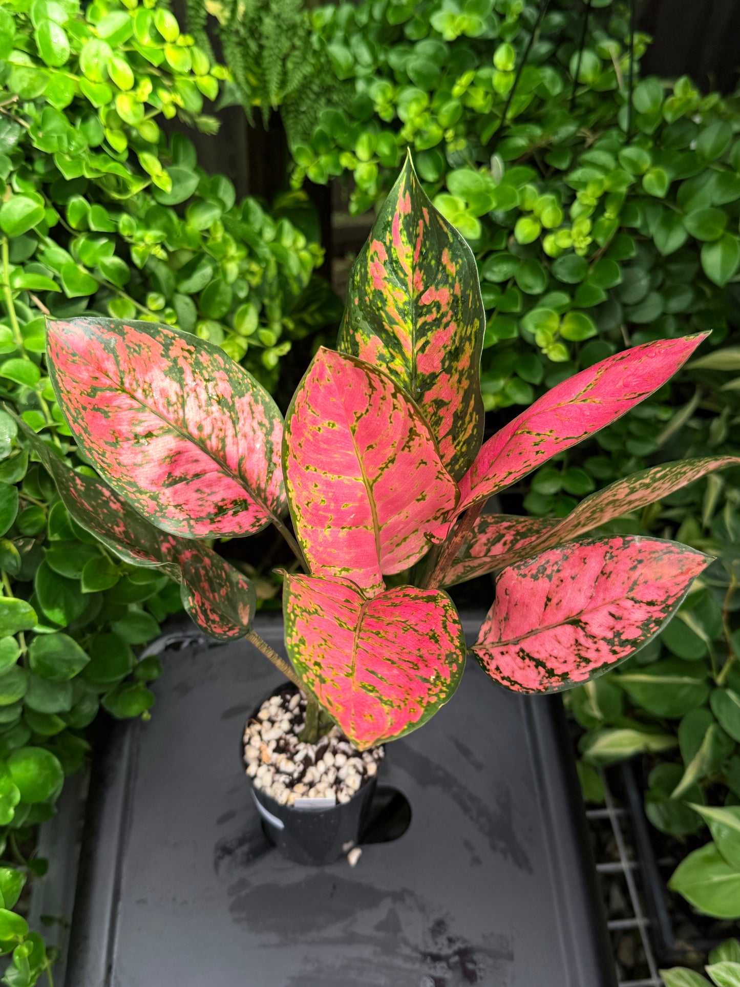 Aglaonema 'Pink Valentine' I65