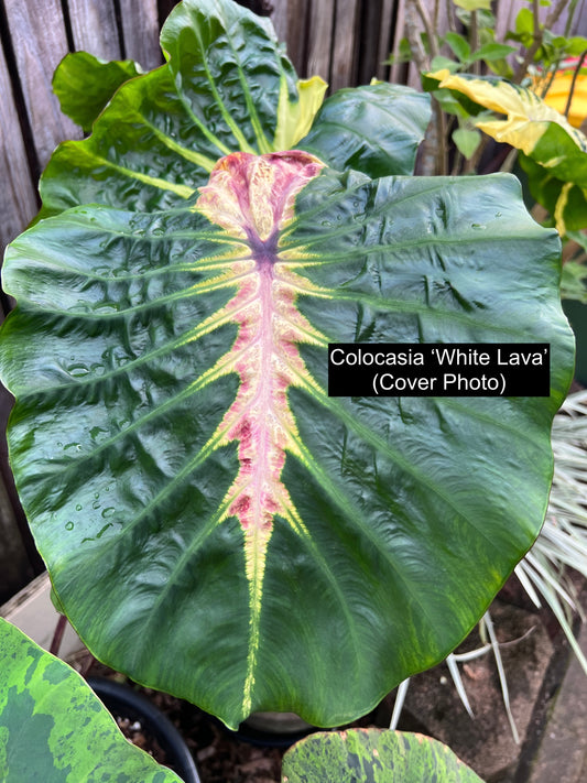 Colocasia White Lava CL96