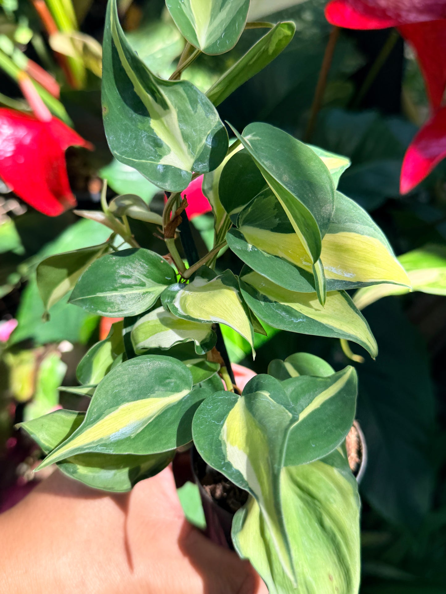 Philodendron 'Cream Splash' O11