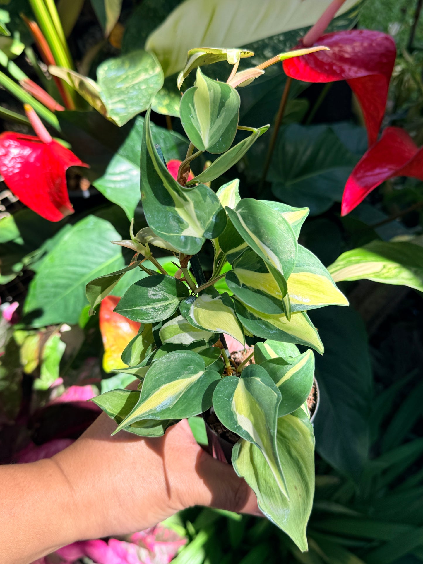 Philodendron 'Cream Splash' O11