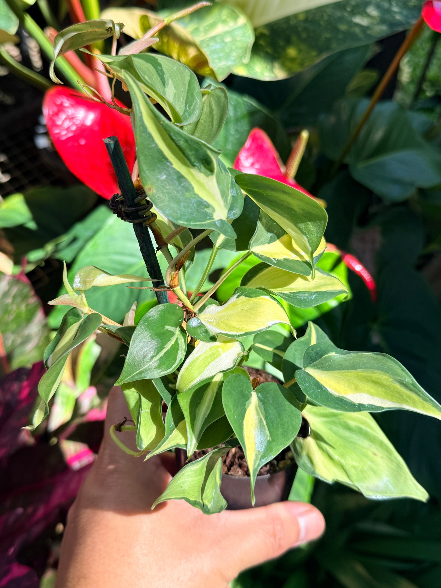 Philodendron 'Cream Splash' O11