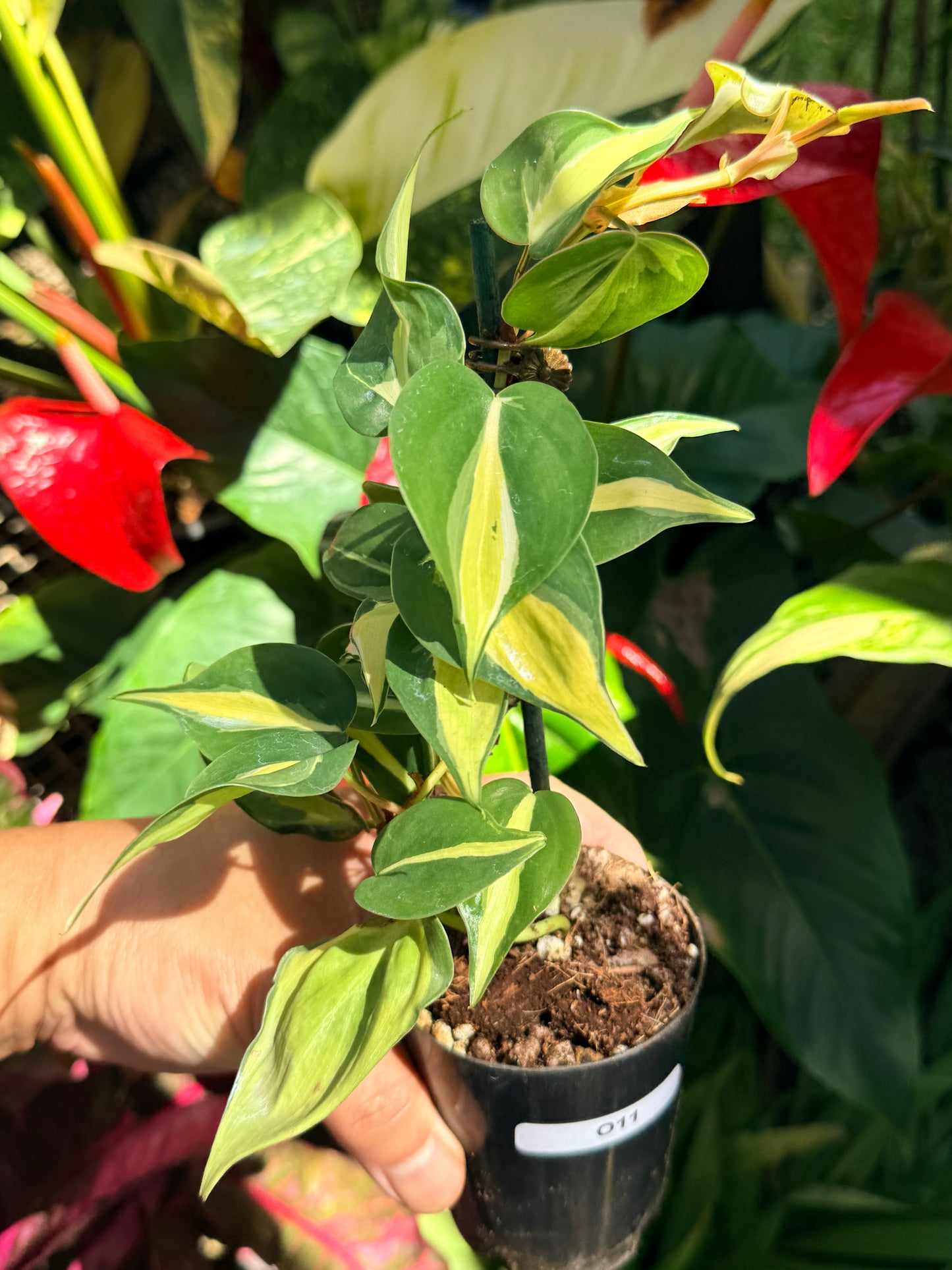 Philodendron 'Cream Splash' O11