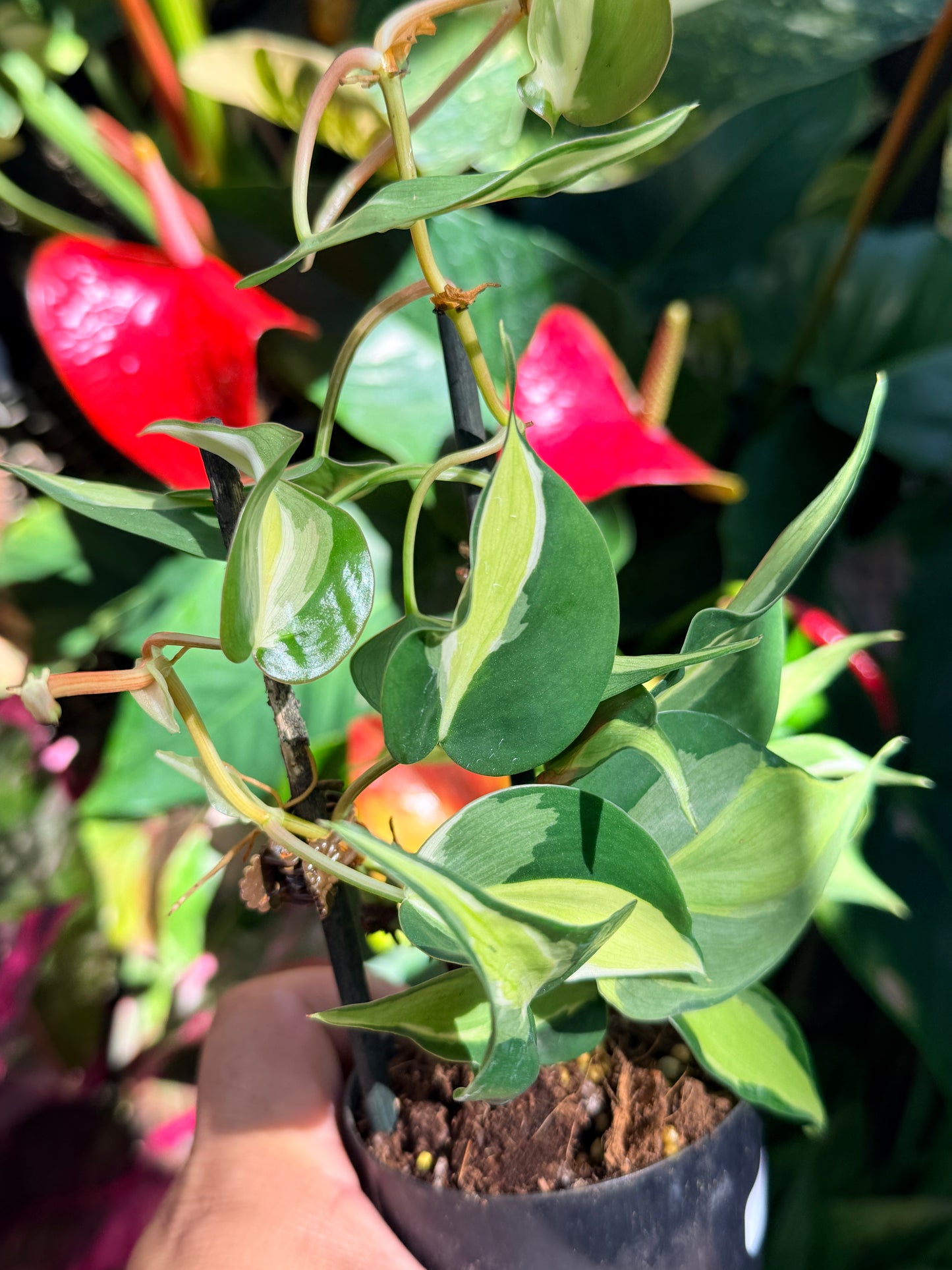 Philodendron 'Cream Splash' O12