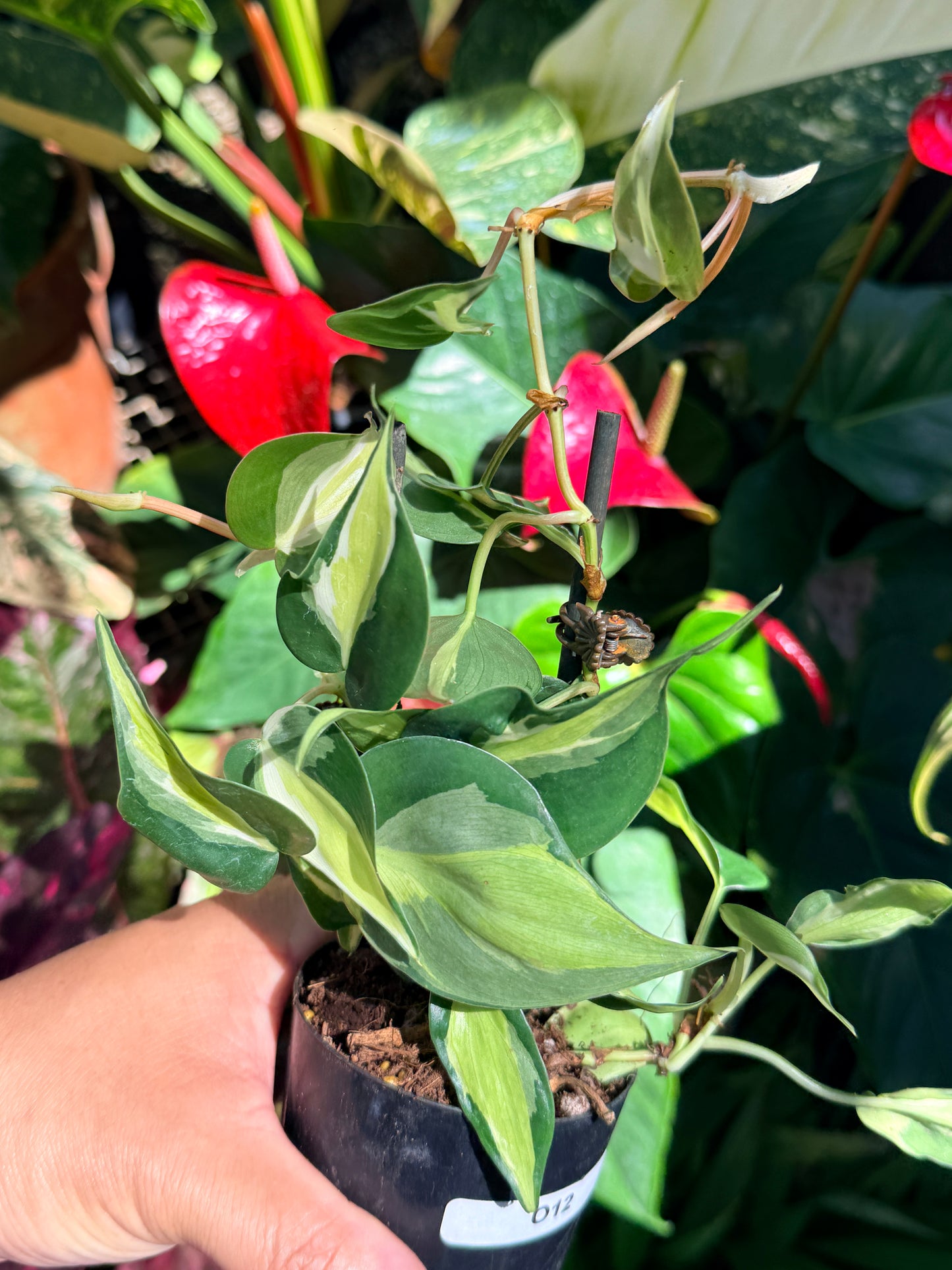 Philodendron 'Cream Splash' O12