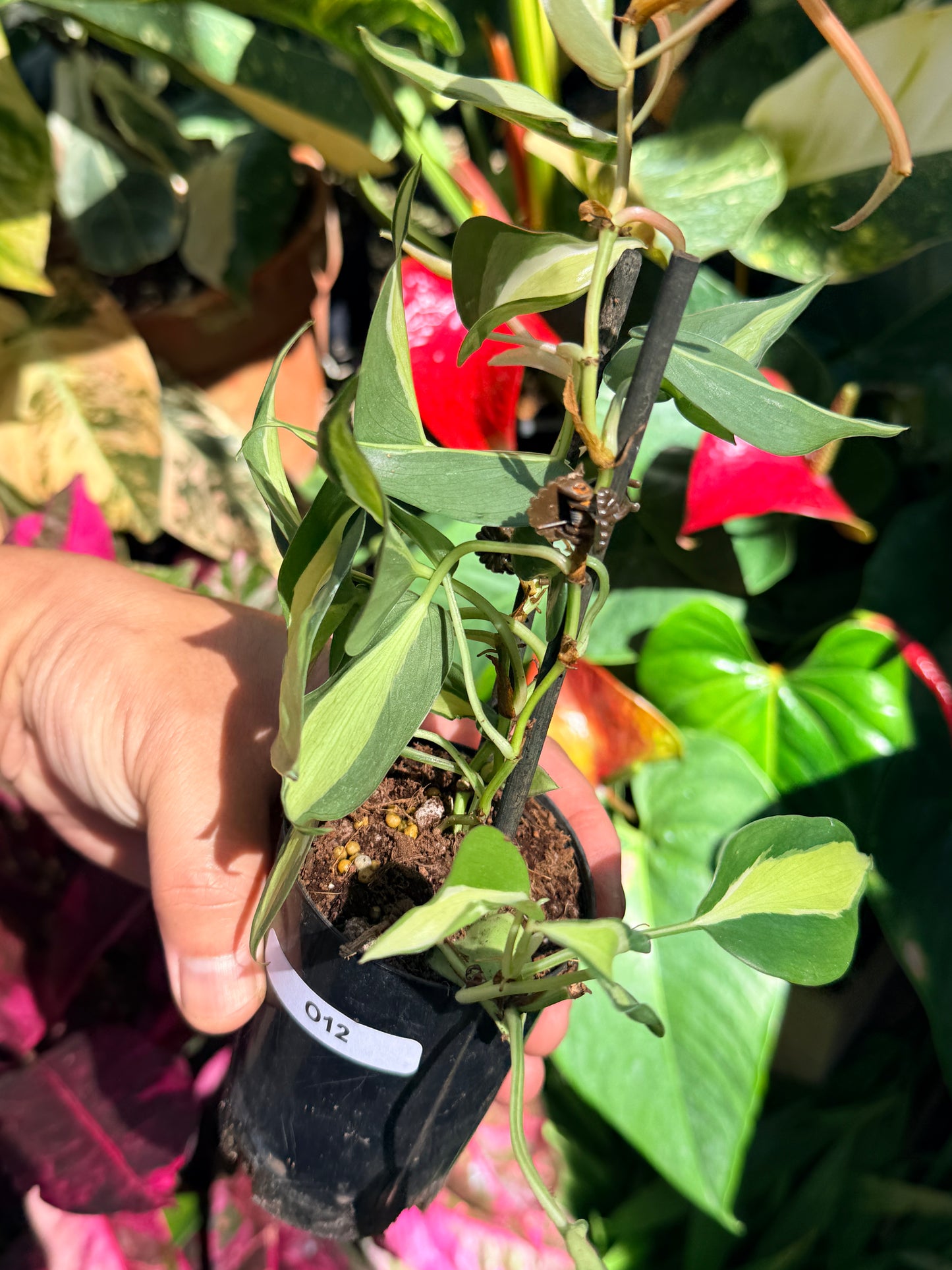 Philodendron 'Cream Splash' O12