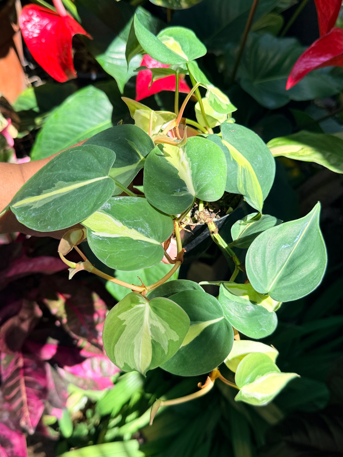 Philodendron 'Cream Splash' O13