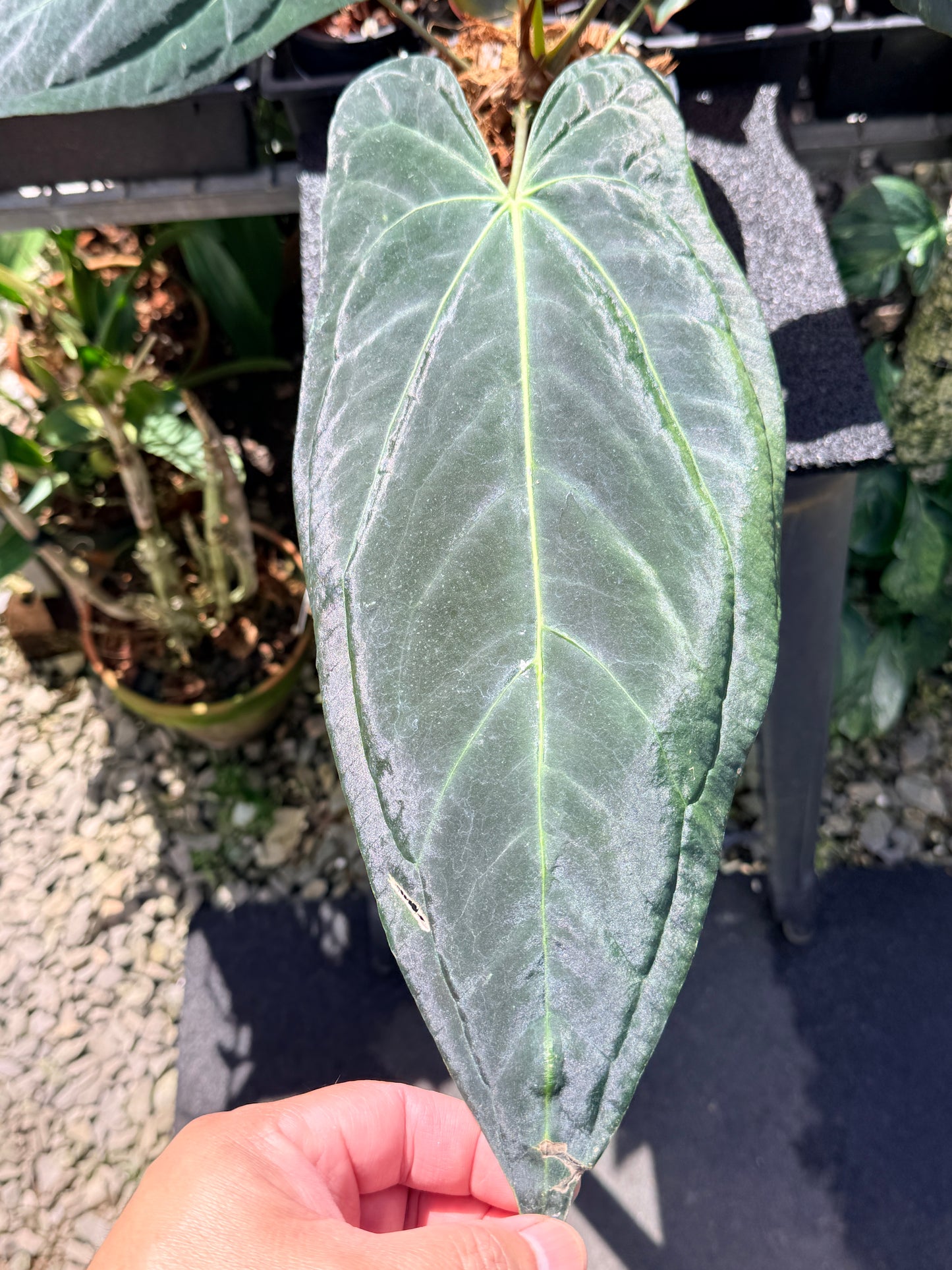 Anthurium Dark Mama x Black Cherry x Papillilaminum ( Mature ) in 140mm Pot O15