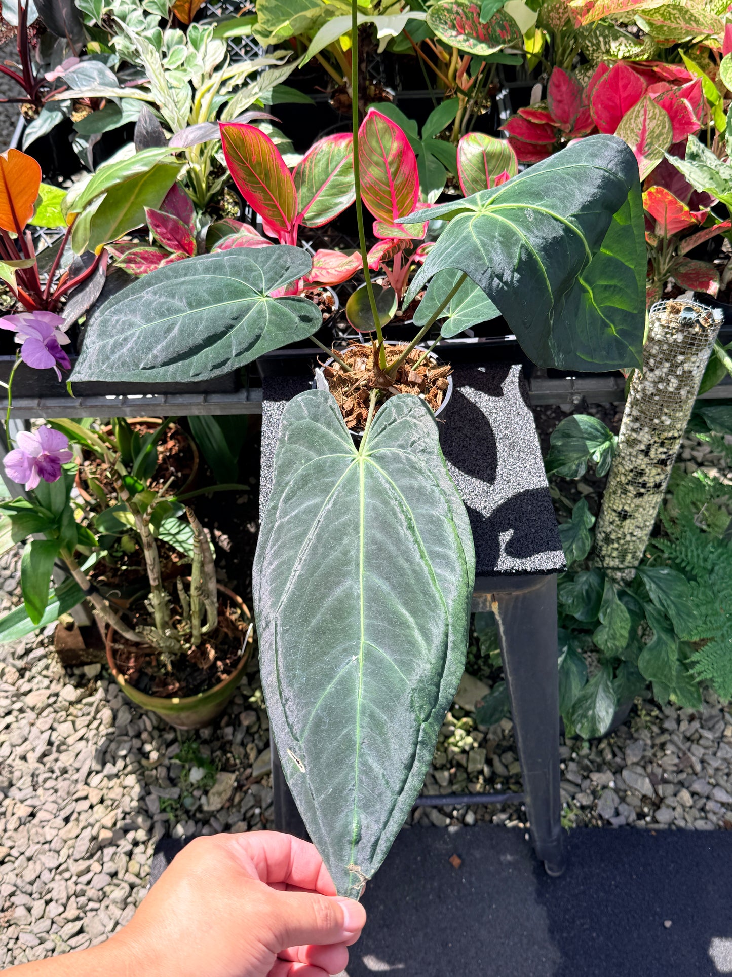 Anthurium Dark Mama x Black Cherry x Papillilaminum ( Mature ) in 140mm Pot O15