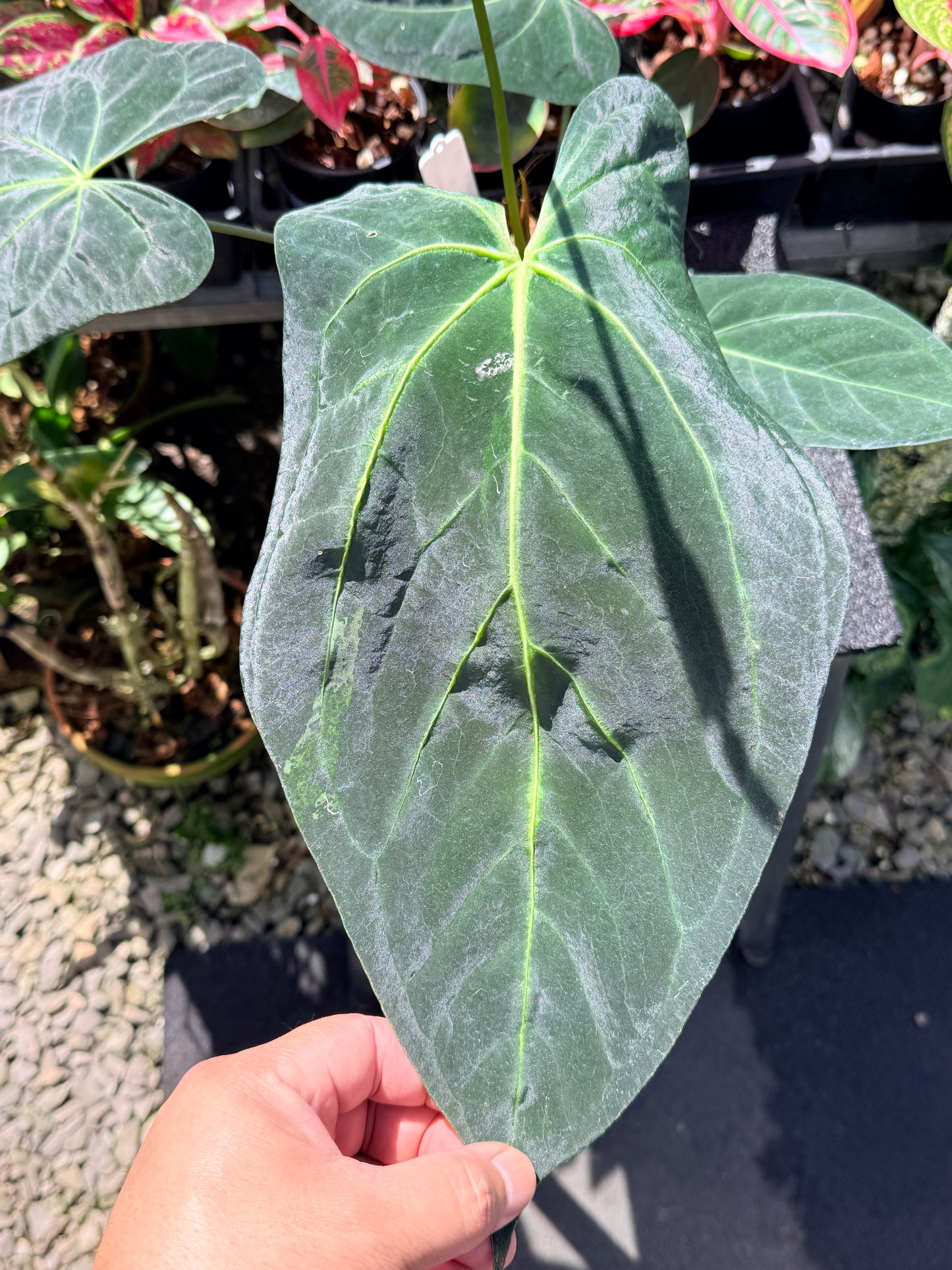 Anthurium Dark Mama x Black Cherry x Papillilaminum ( Mature ) in 140mm Pot O15