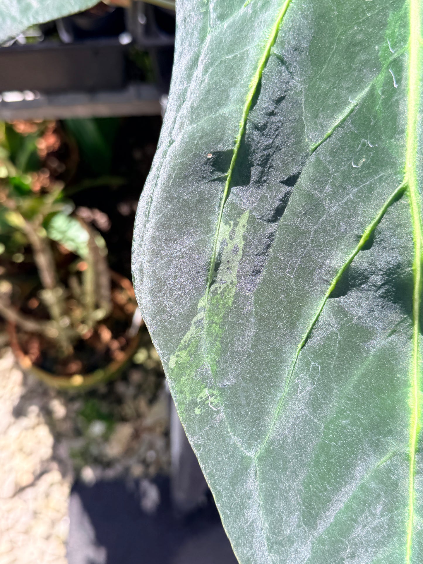 Anthurium Dark Mama x Black Cherry x Papillilaminum ( Mature ) in 140mm Pot O15