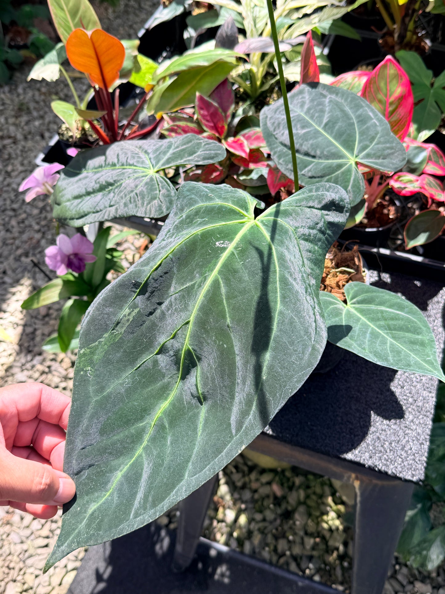 Anthurium Dark Mama x Black Cherry x Papillilaminum ( Mature ) in 140mm Pot O15