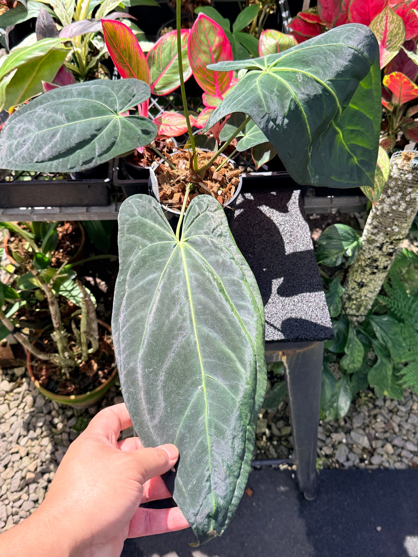 Anthurium Dark Mama x Black Cherry x Papillilaminum ( Mature ) in 140mm Pot O15